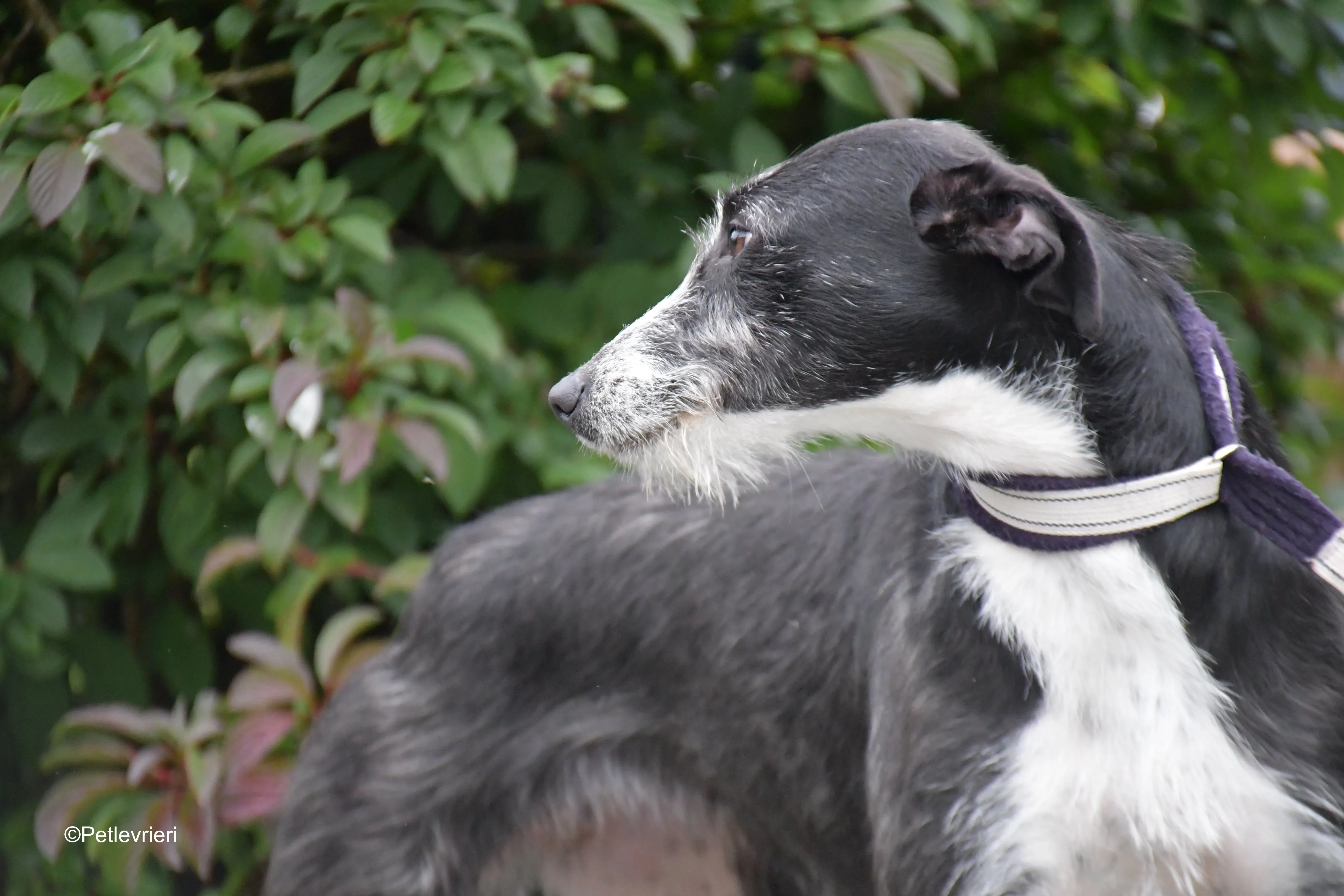 annette adozione levrieri greyhound 10