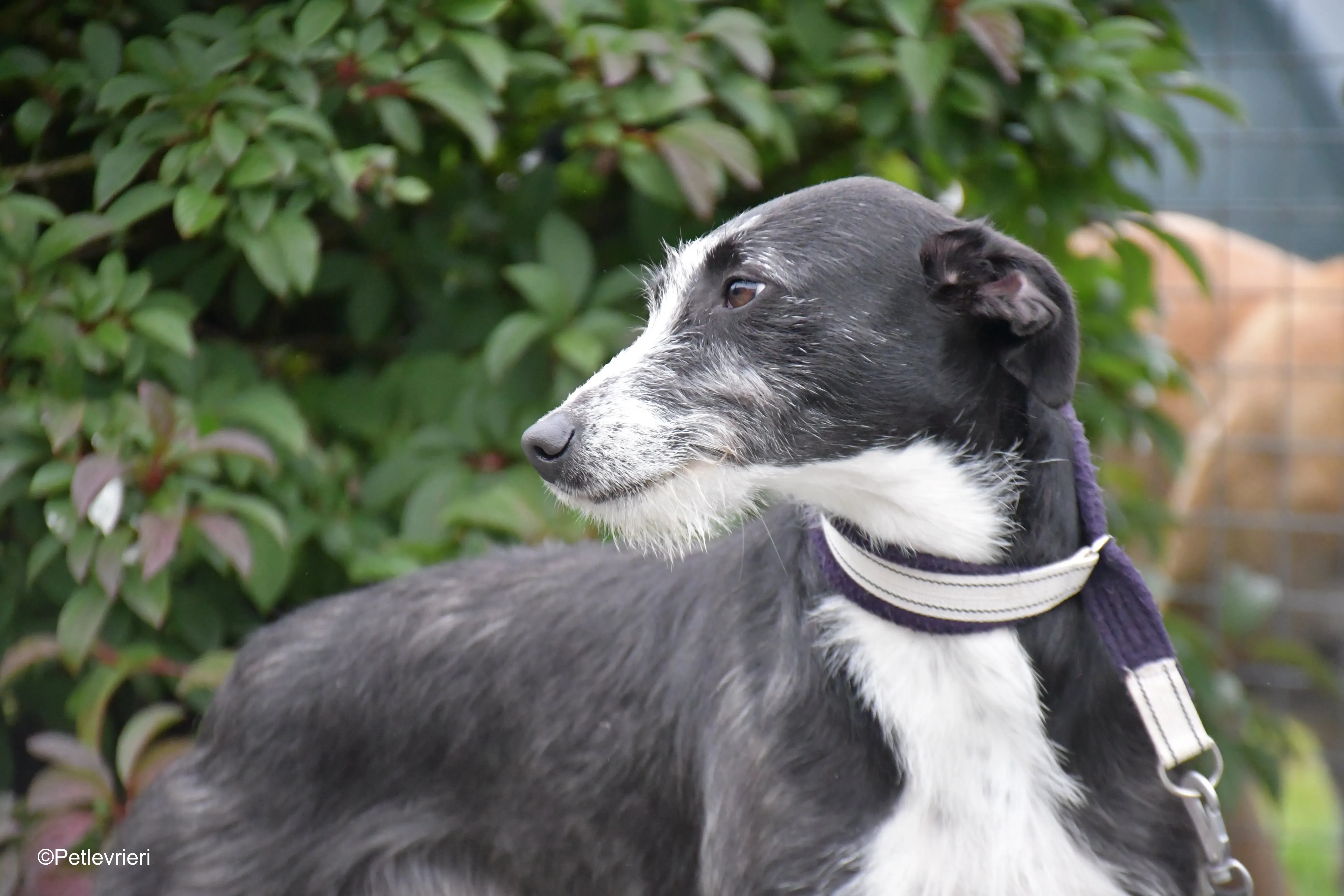 annette adozione levrieri greyhound 11