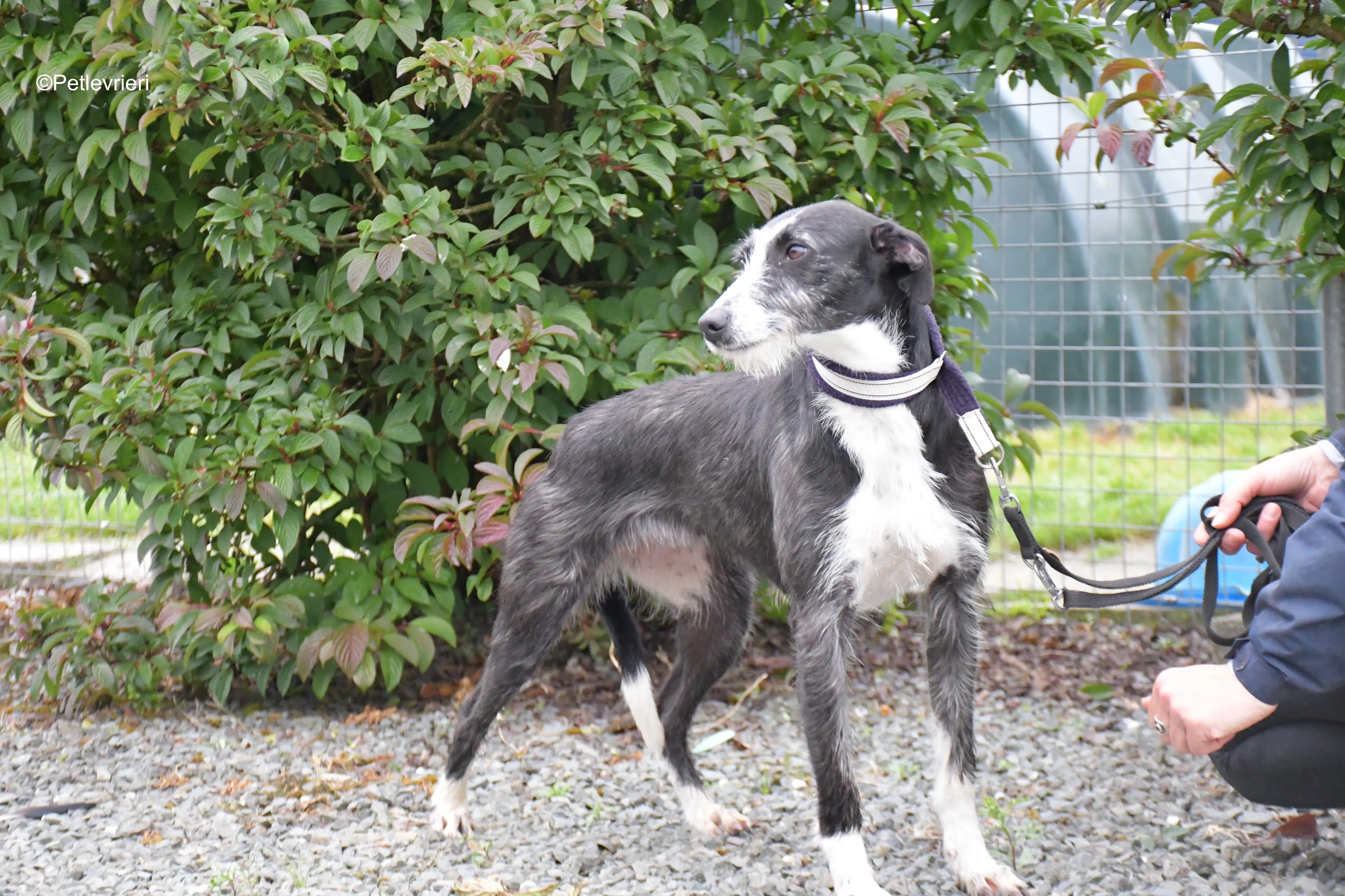 annette adozione levrieri greyhound 12