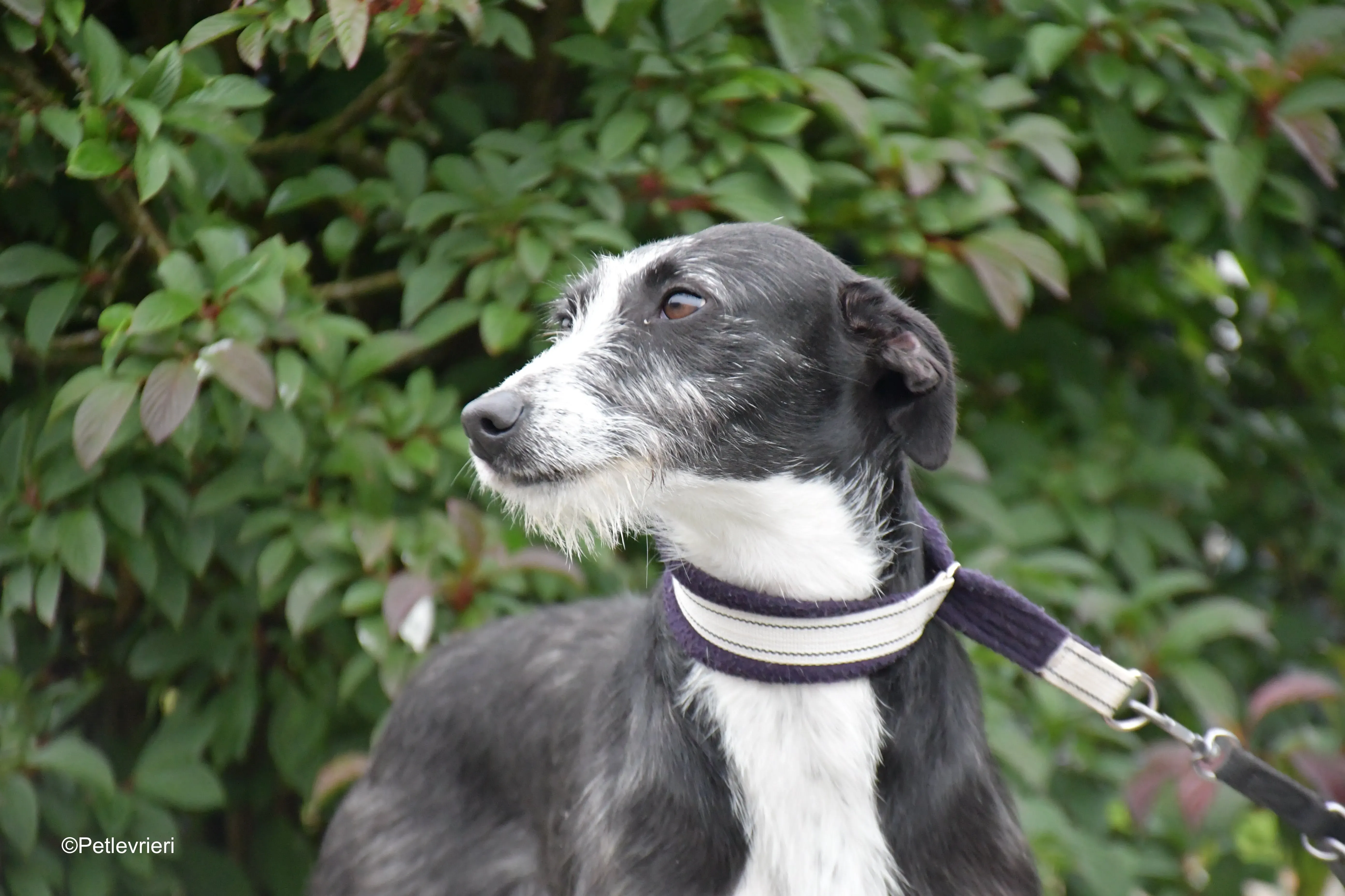 annette adozione levrieri greyhound 13