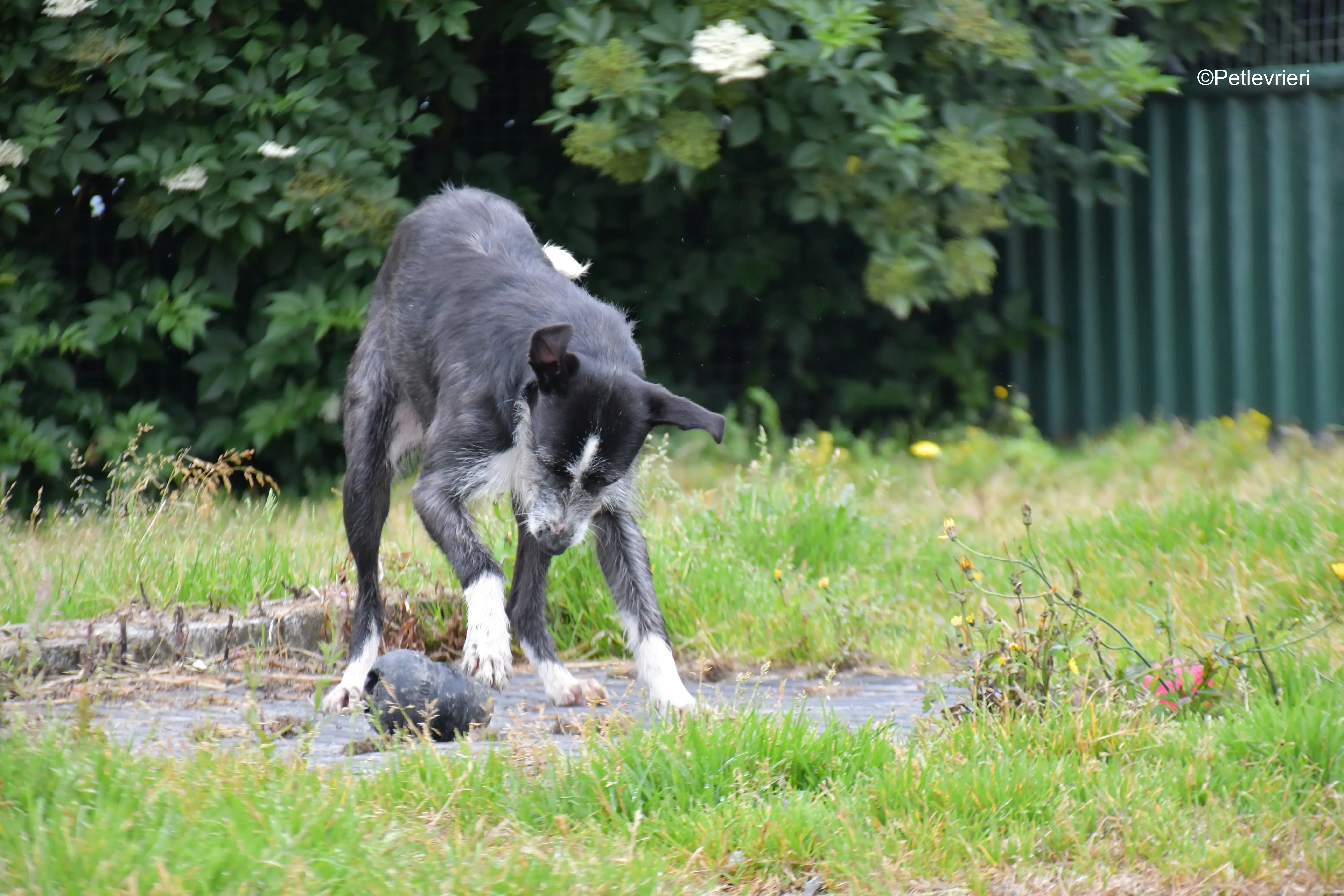 annette adozione levrieri greyhound 2