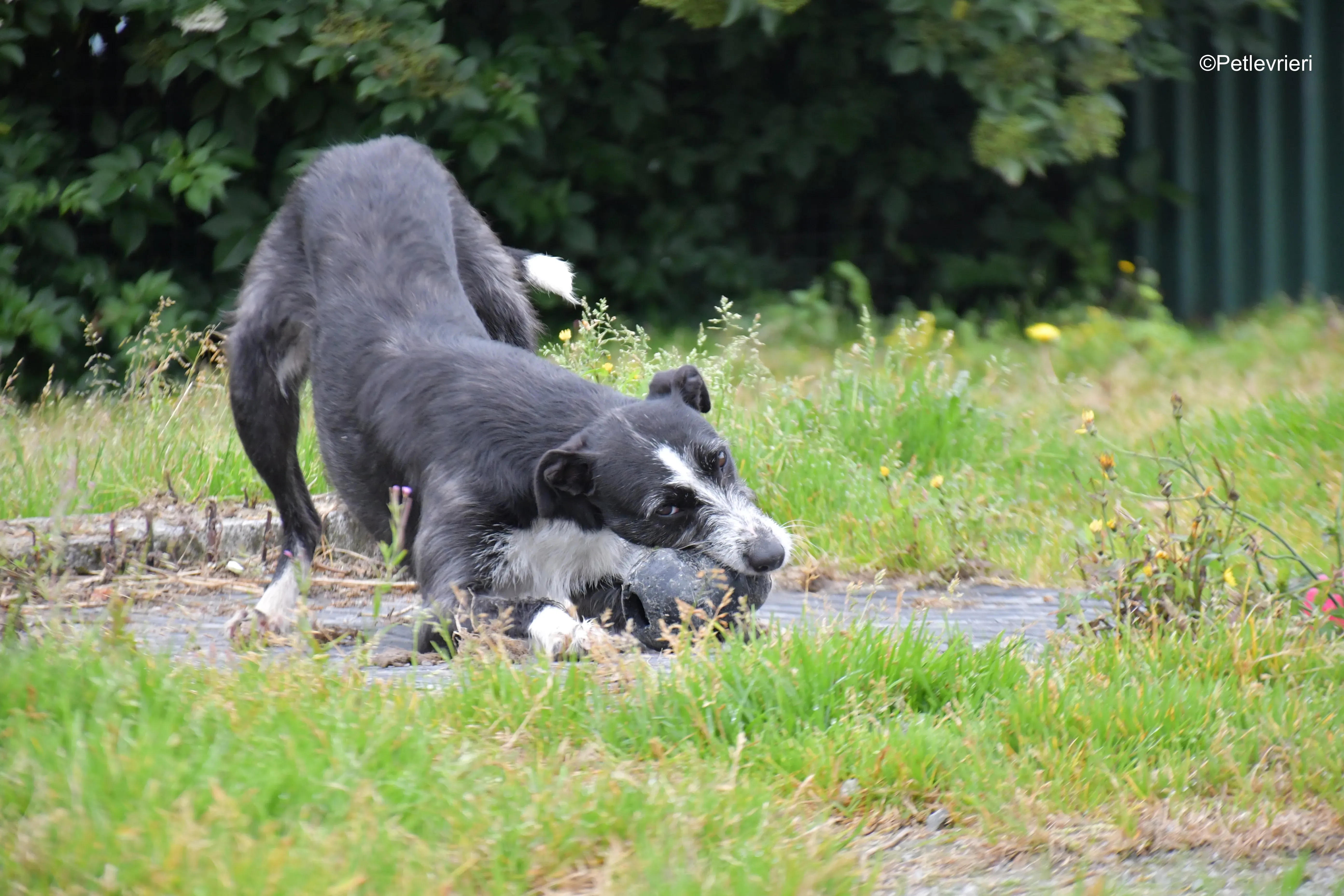 annette adozione levrieri greyhound 3