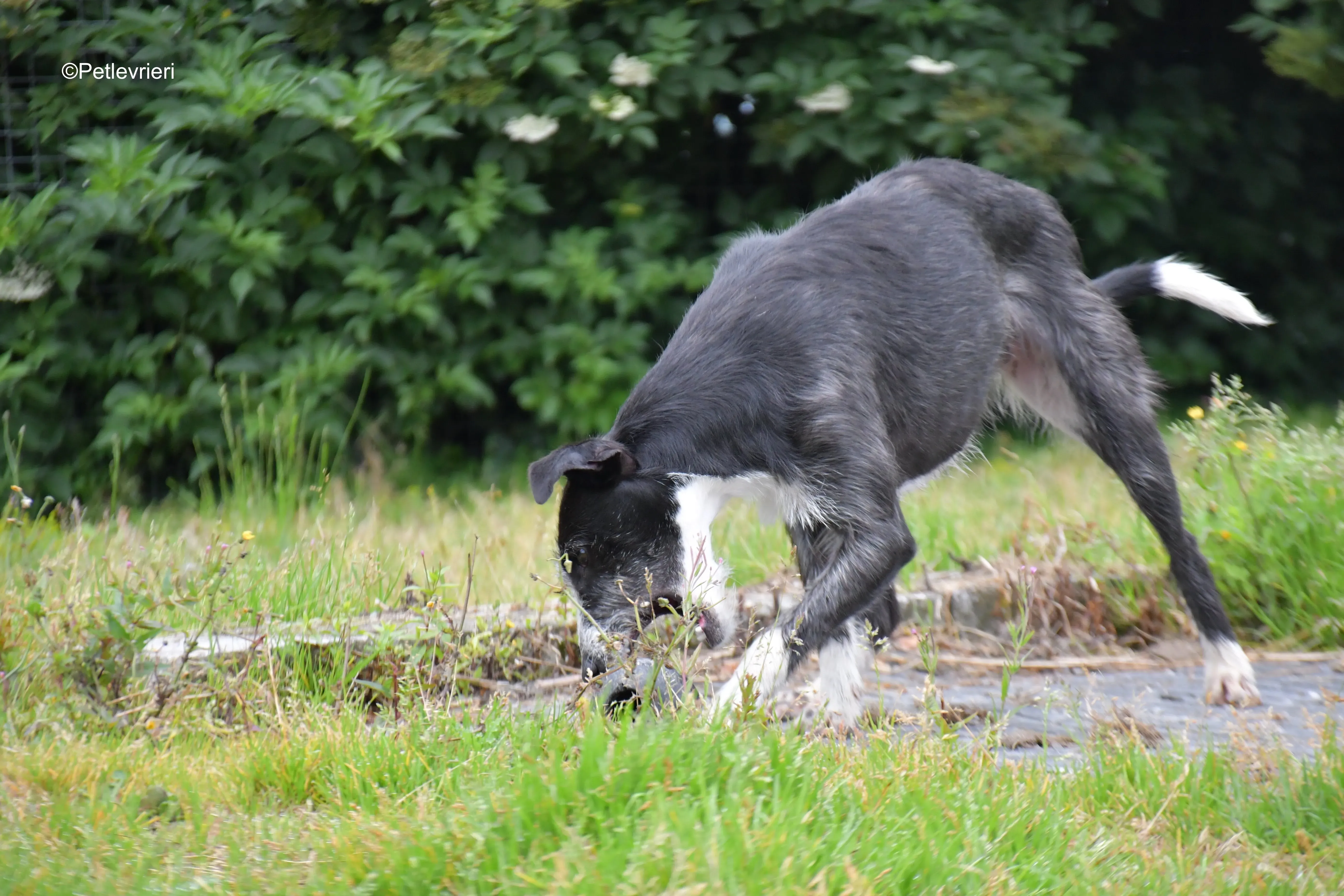 annette adozione levrieri greyhound 4