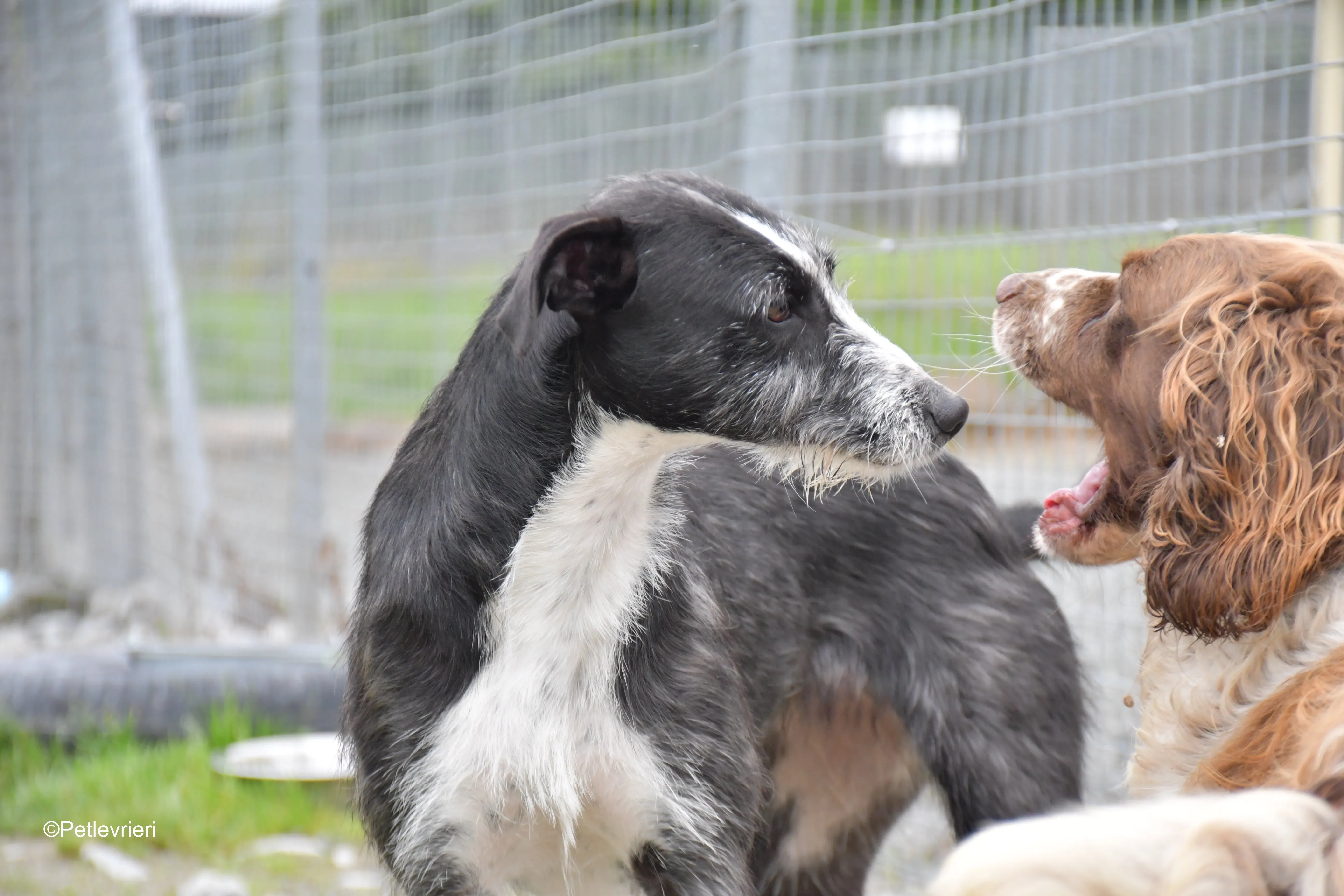 annette adozione levrieri greyhound 5