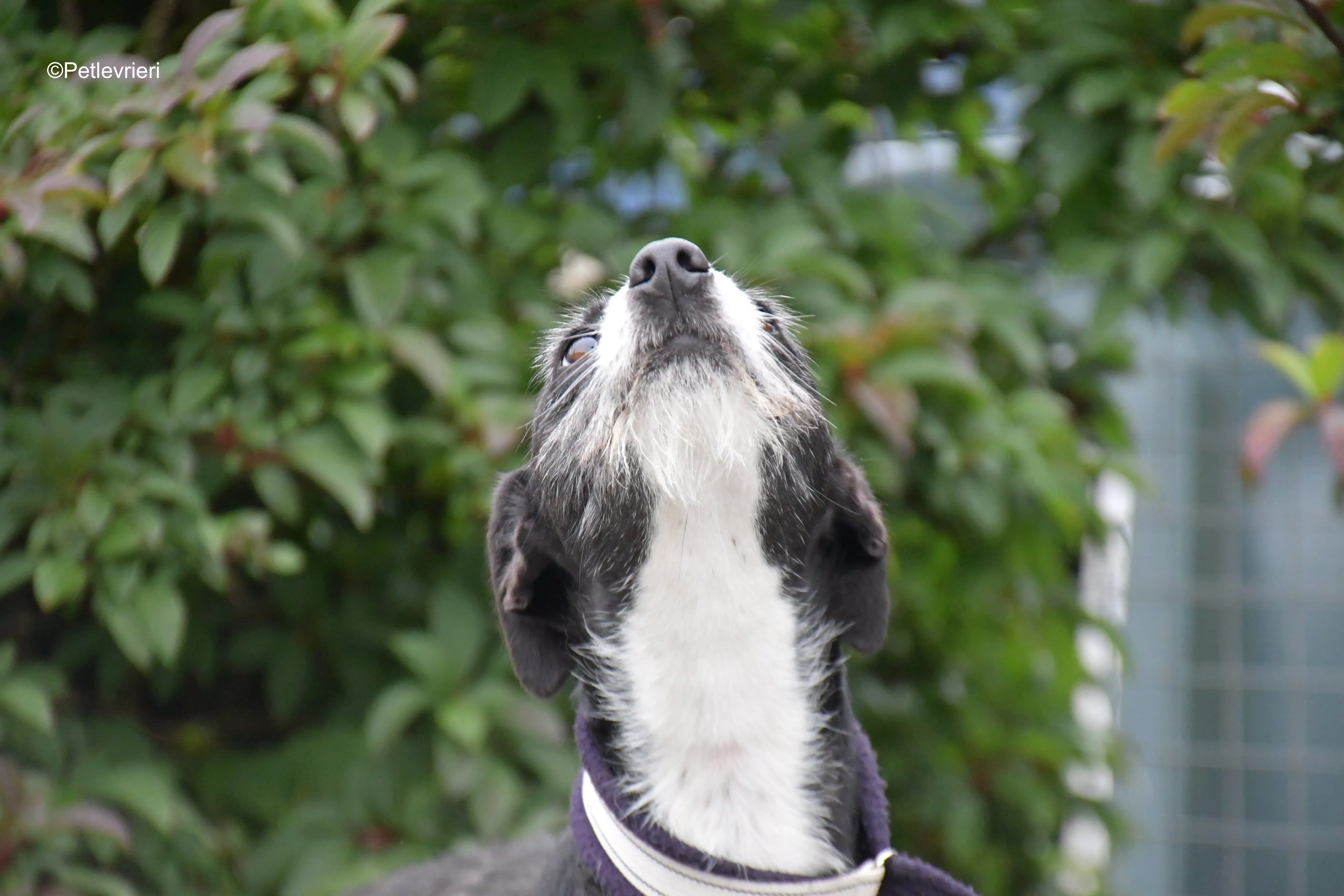 annette adozione levrieri greyhound 6