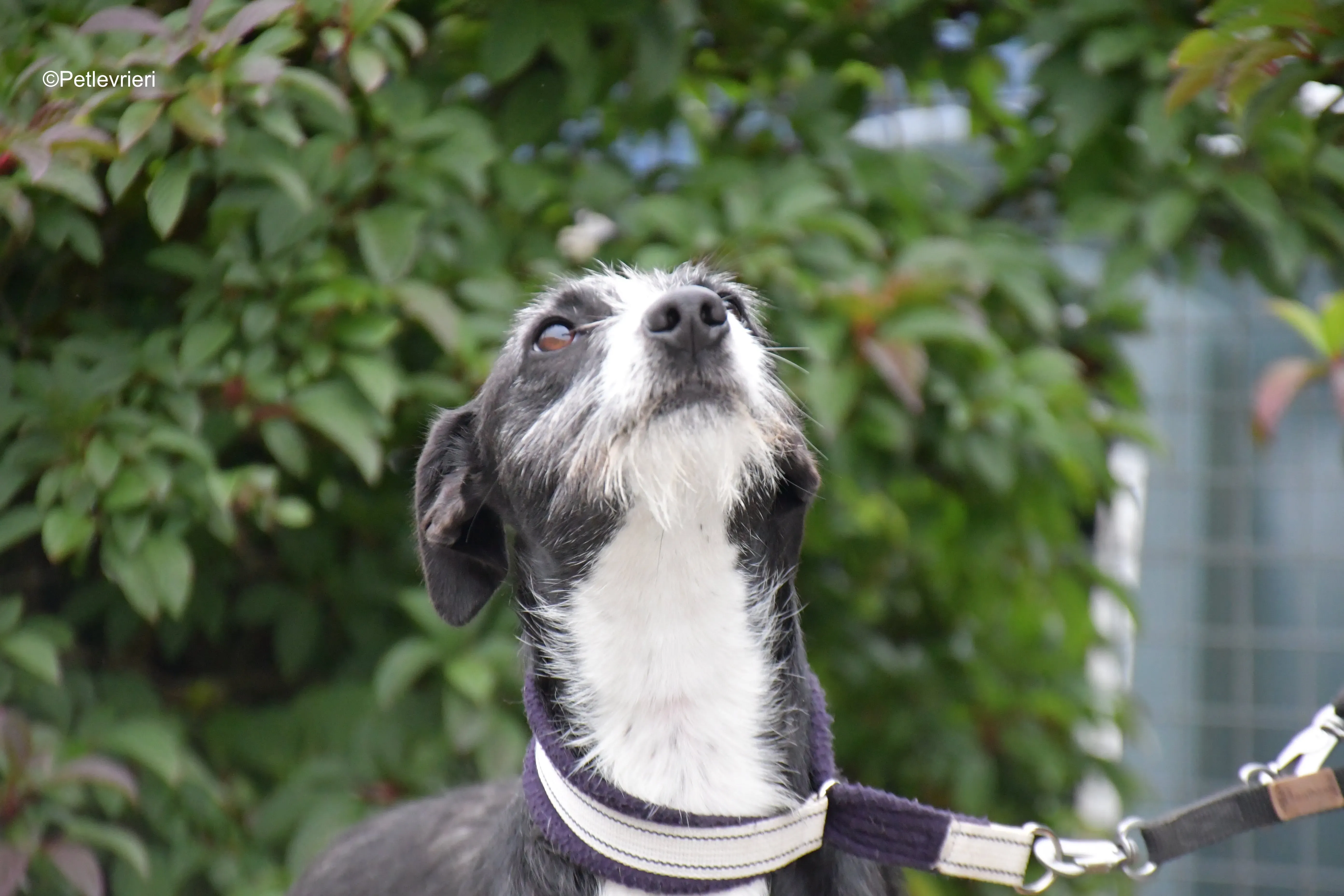 annette adozione levrieri greyhound 7