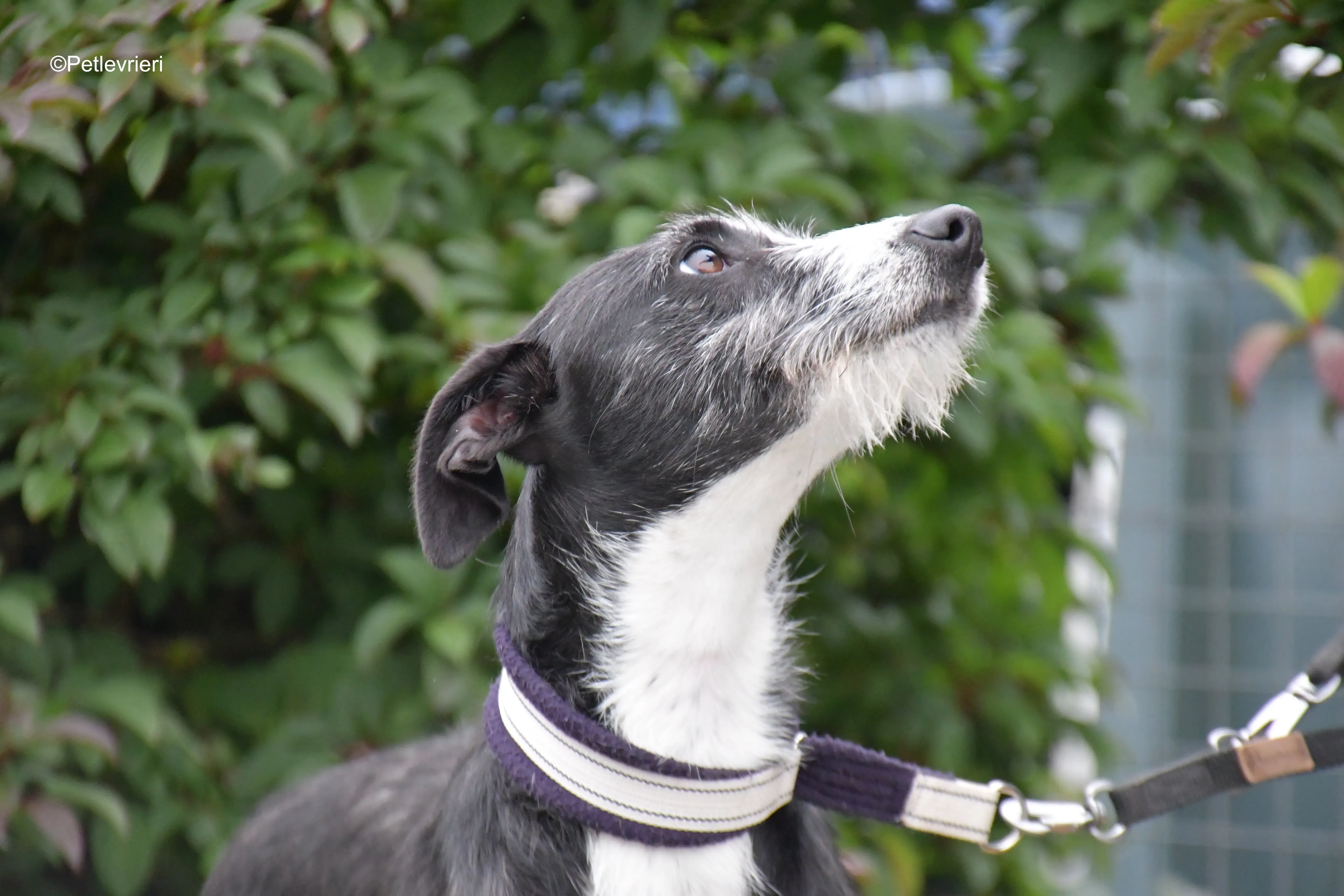 annette adozione levrieri greyhound 8