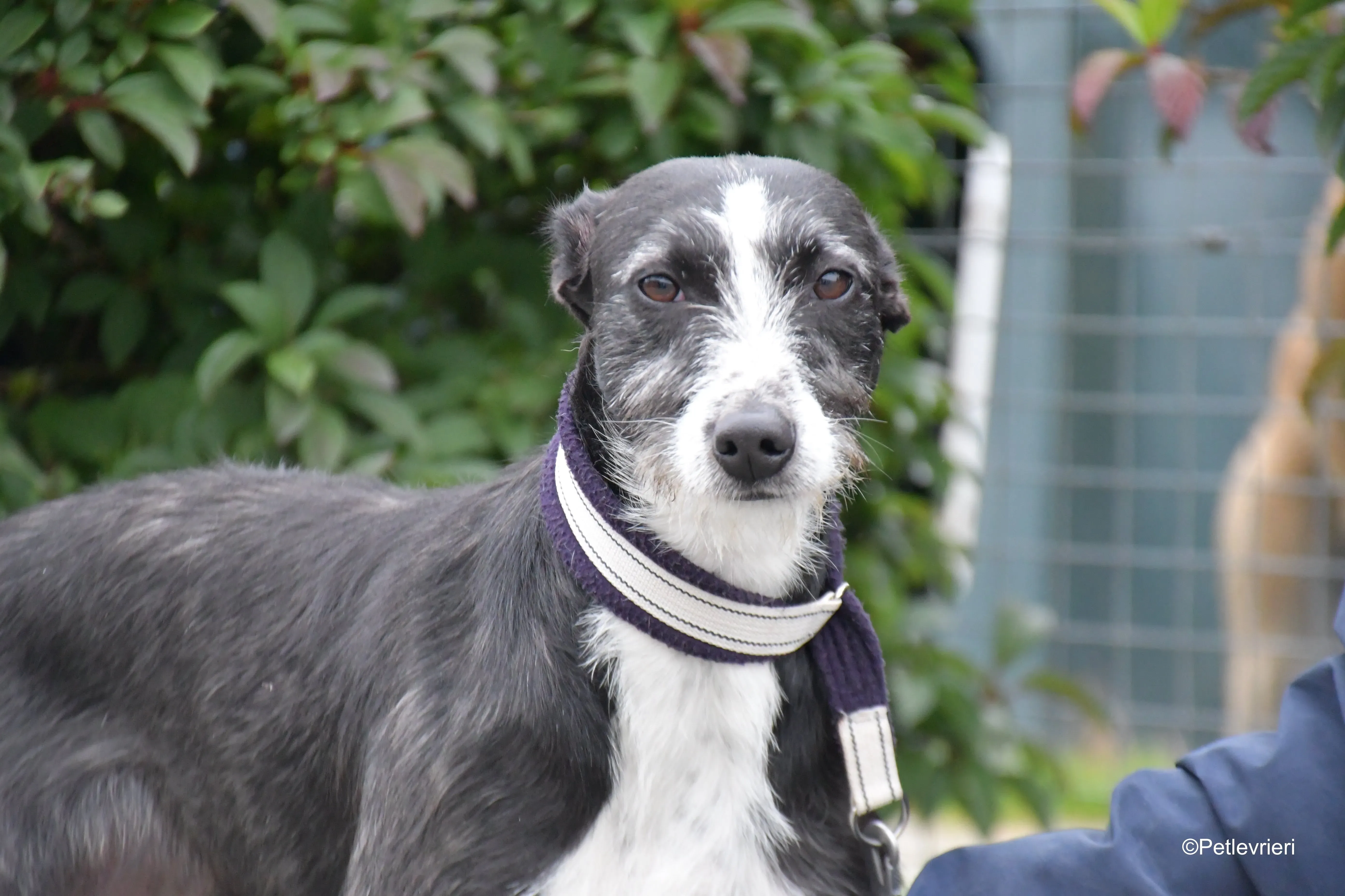 annette adozione levrieri greyhound 9