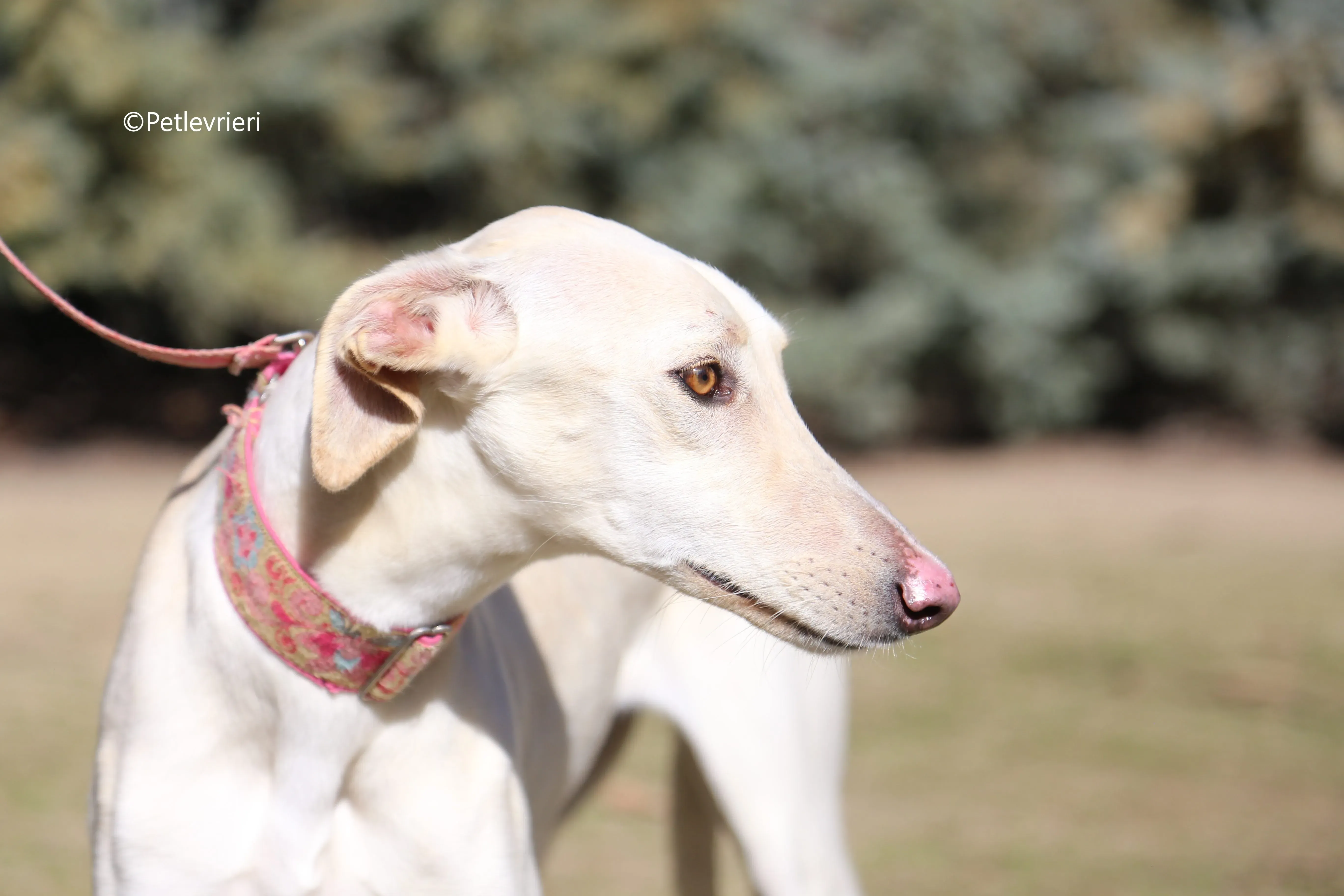 anni adozione levrieri galgo 1