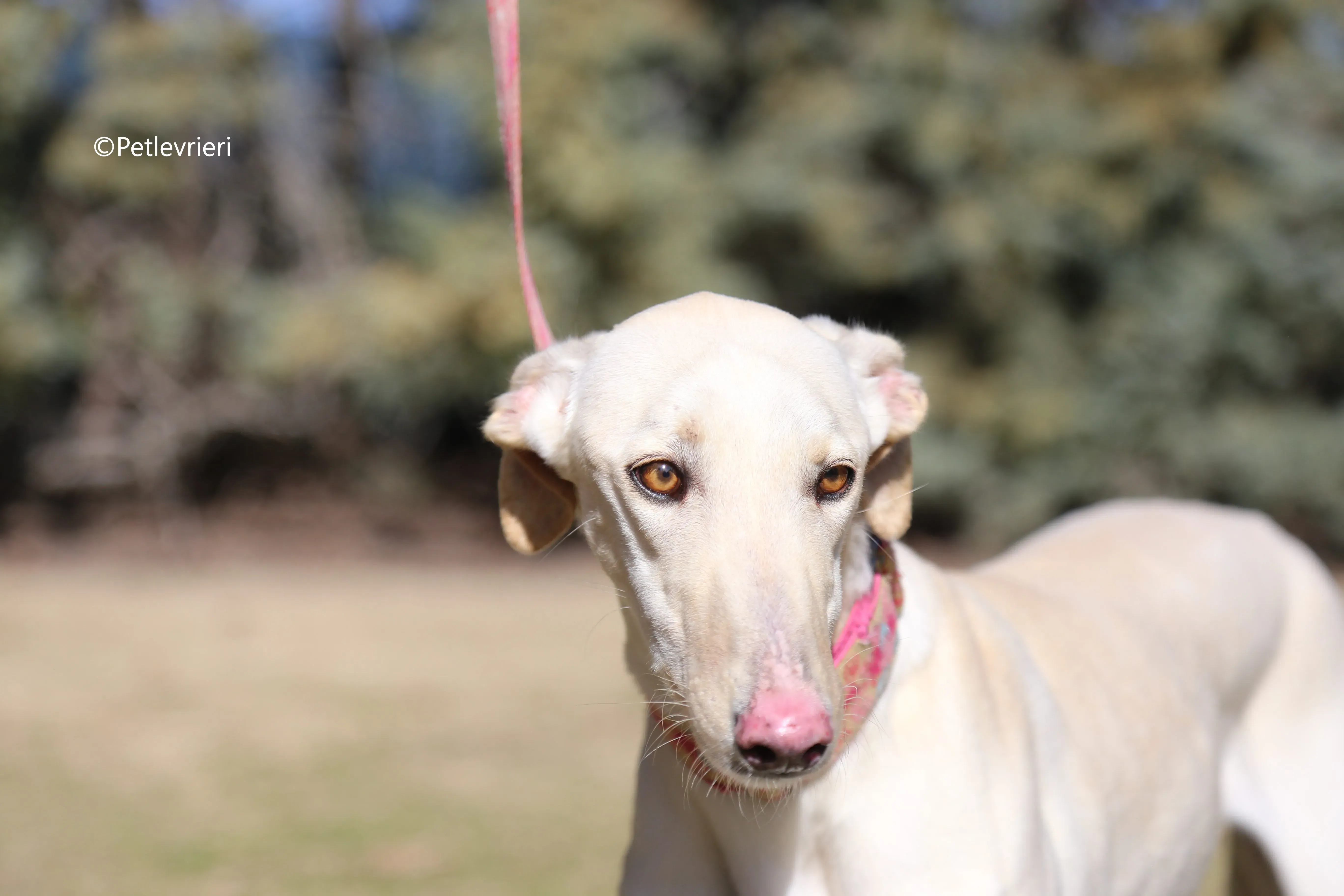 anni adozione levrieri galgo 10