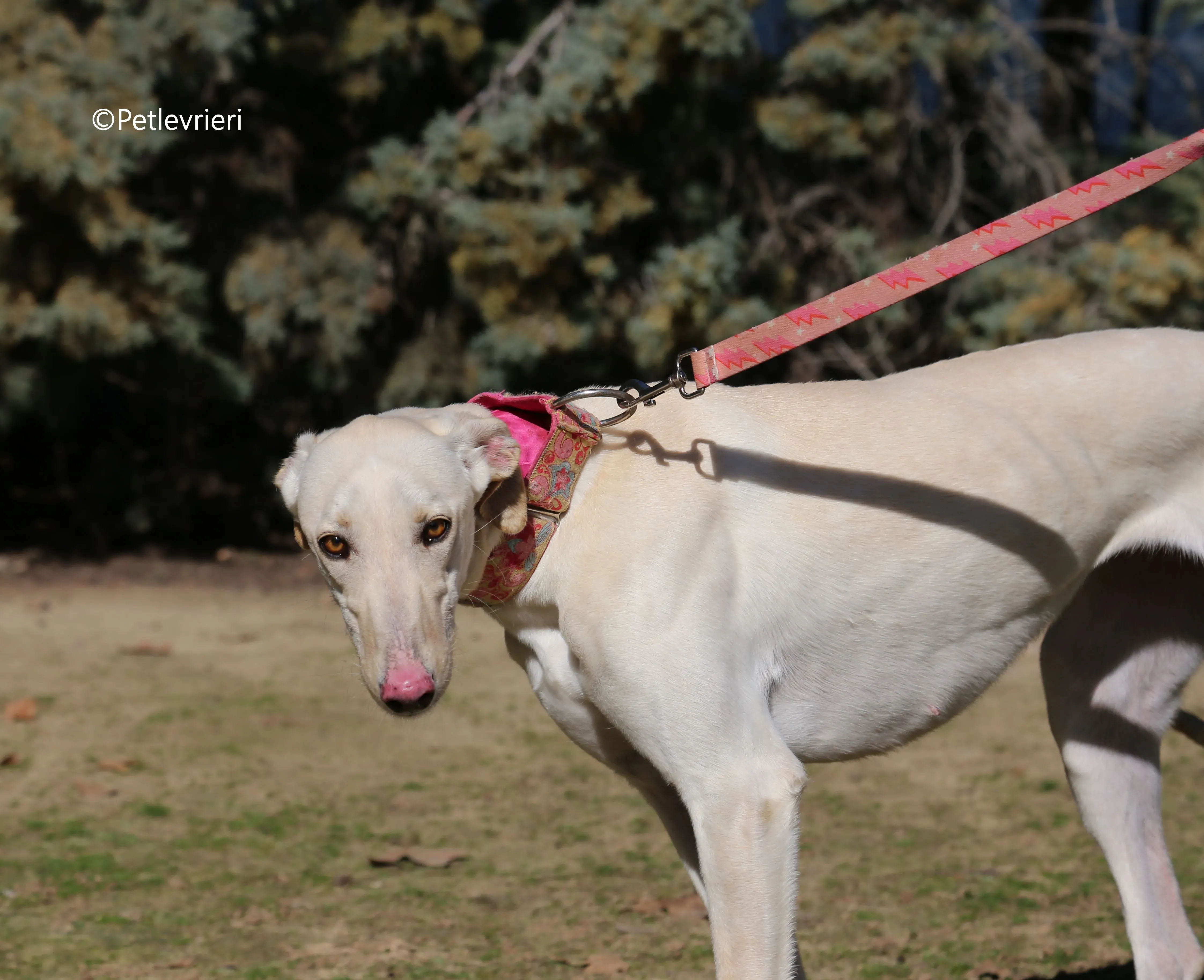 anni adozione levrieri galgo 11