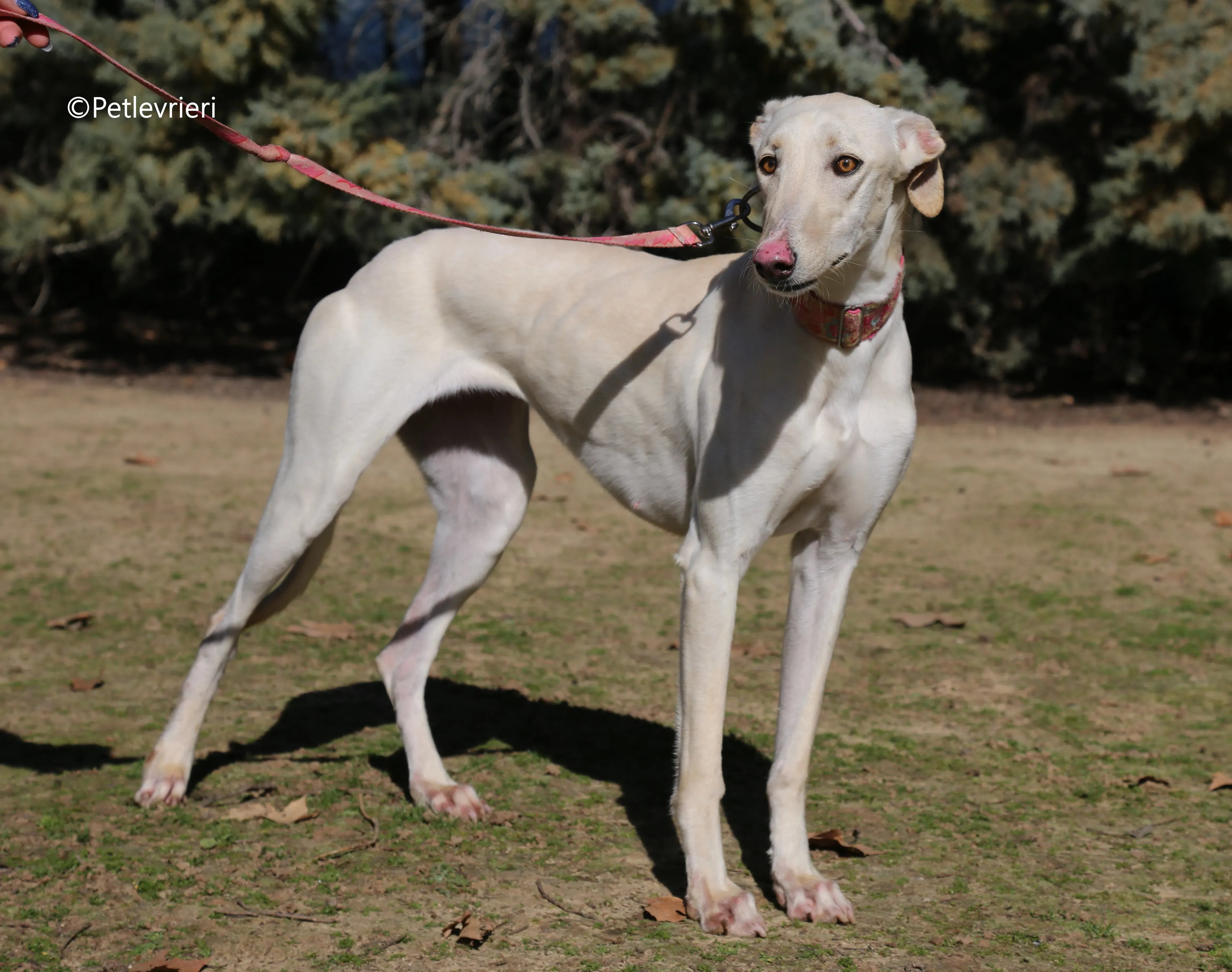 anni adozione levrieri galgo 12