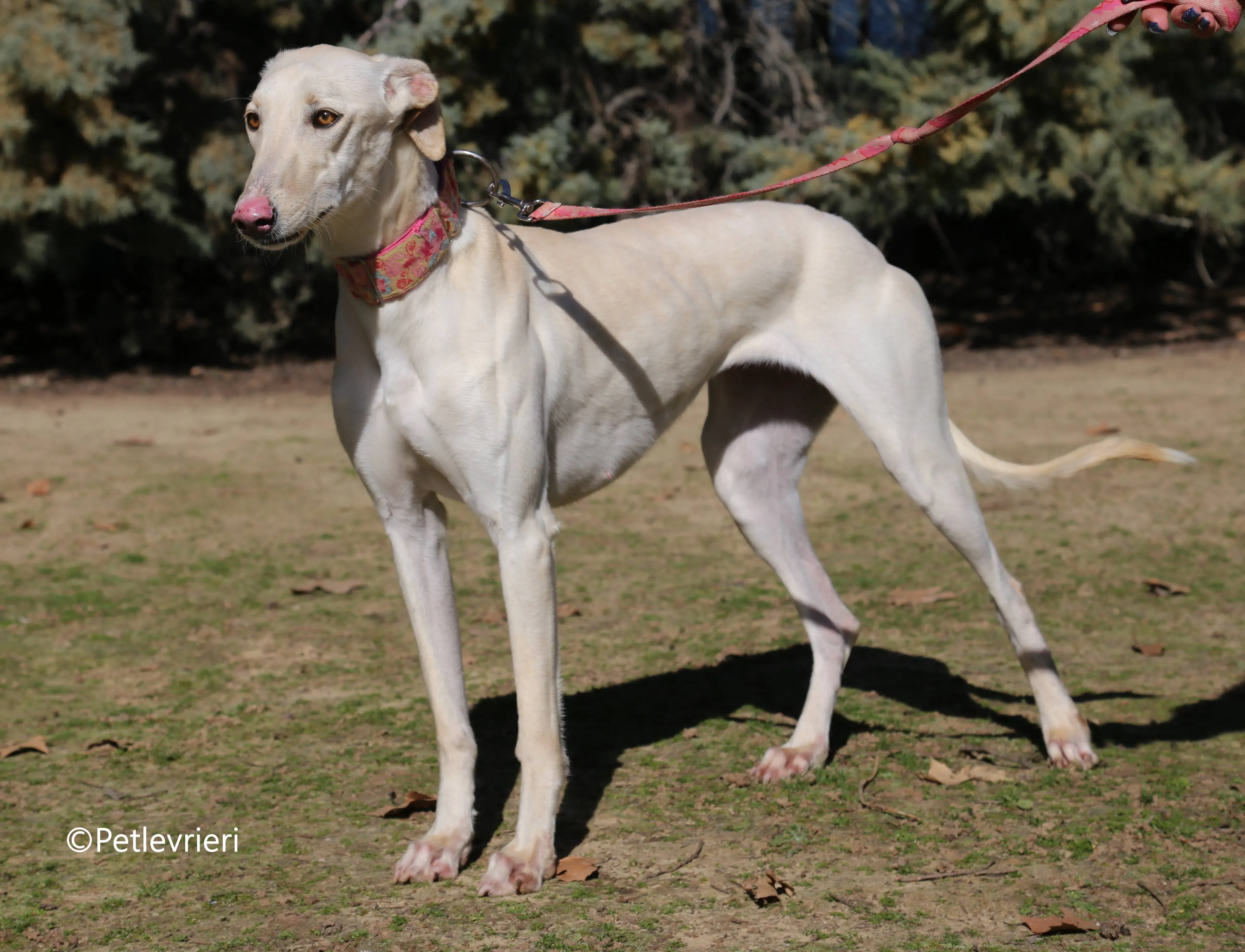 anni adozione levrieri galgo 13