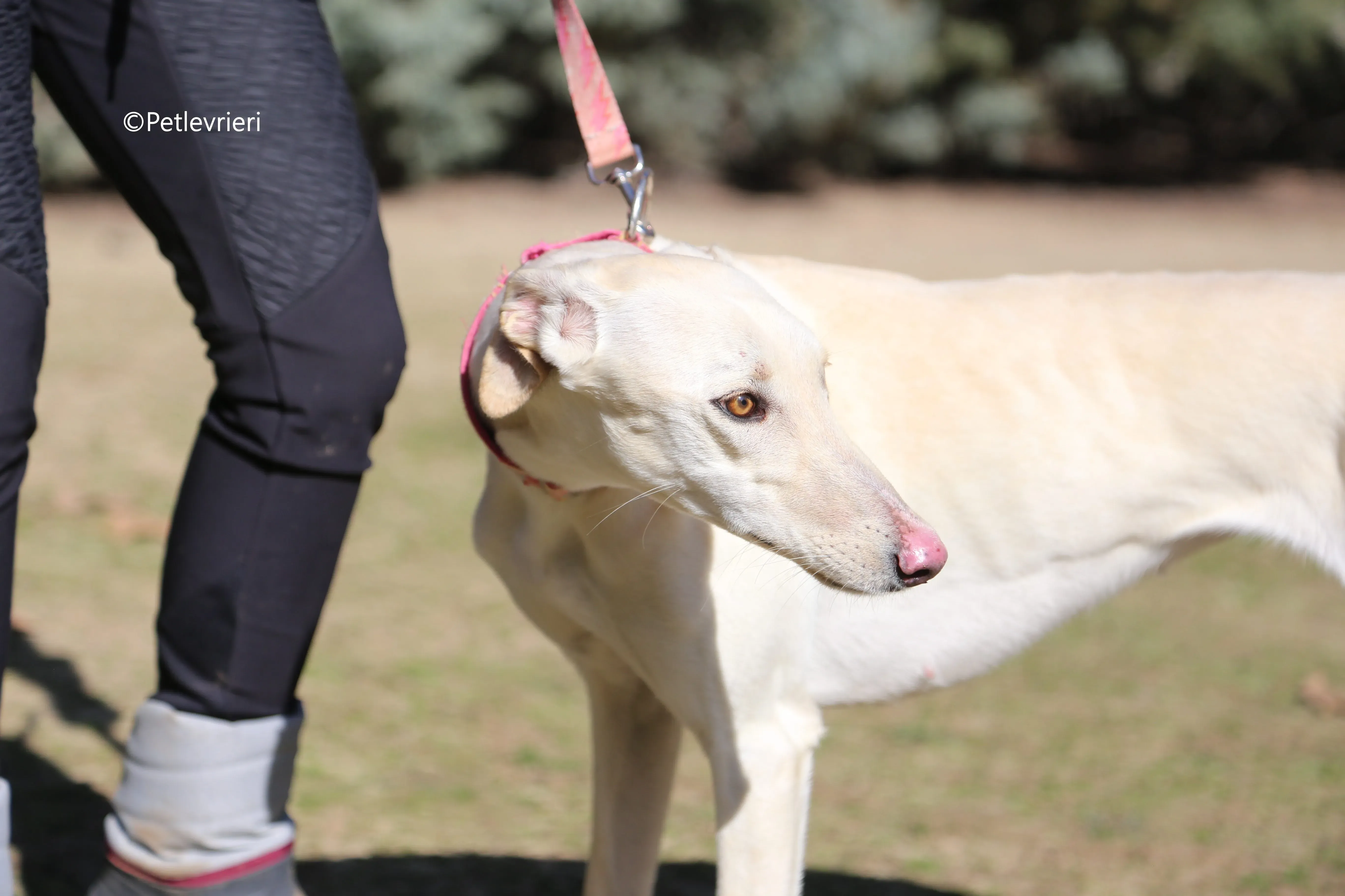 anni adozione levrieri galgo 2