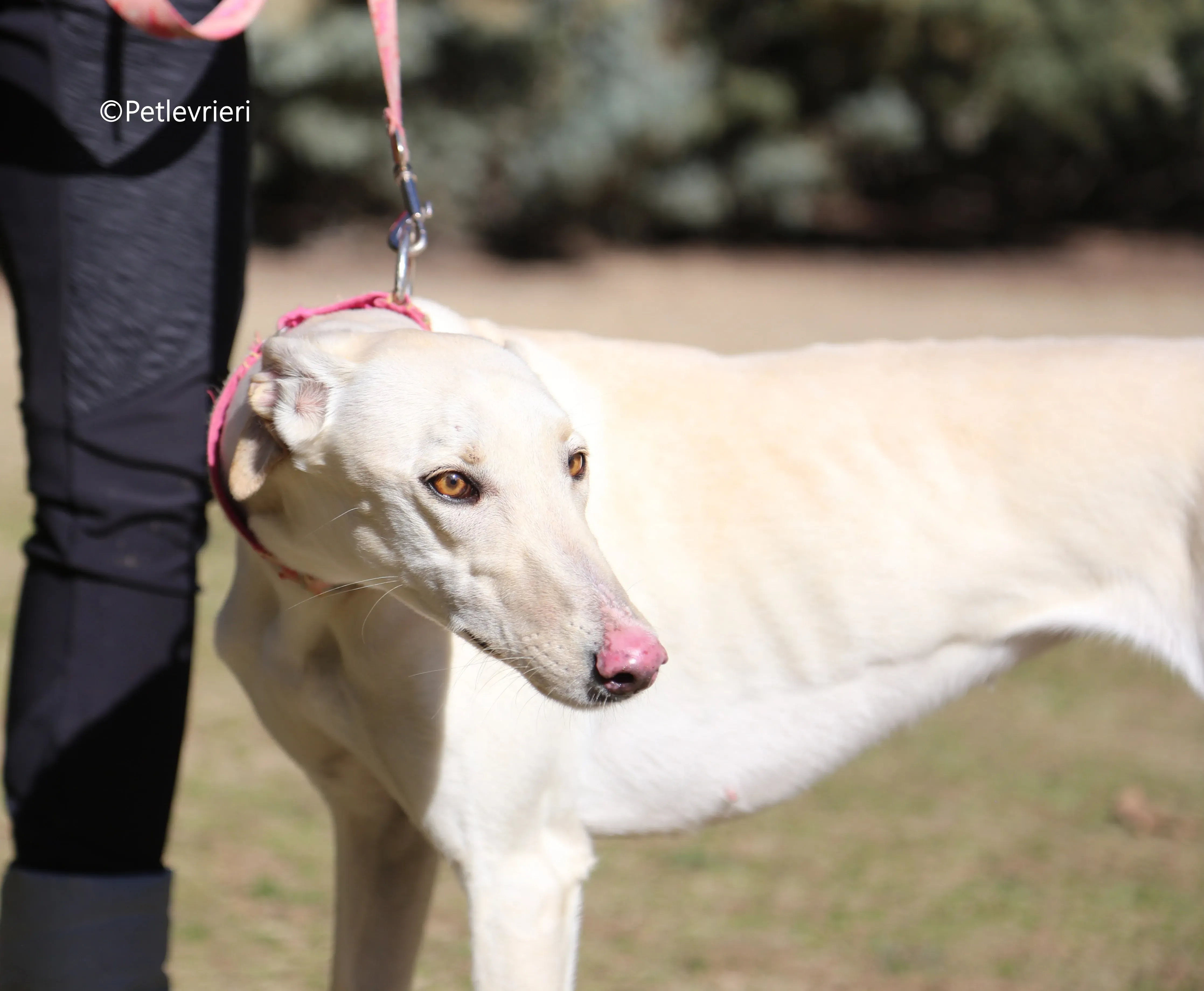 anni adozione levrieri galgo 3