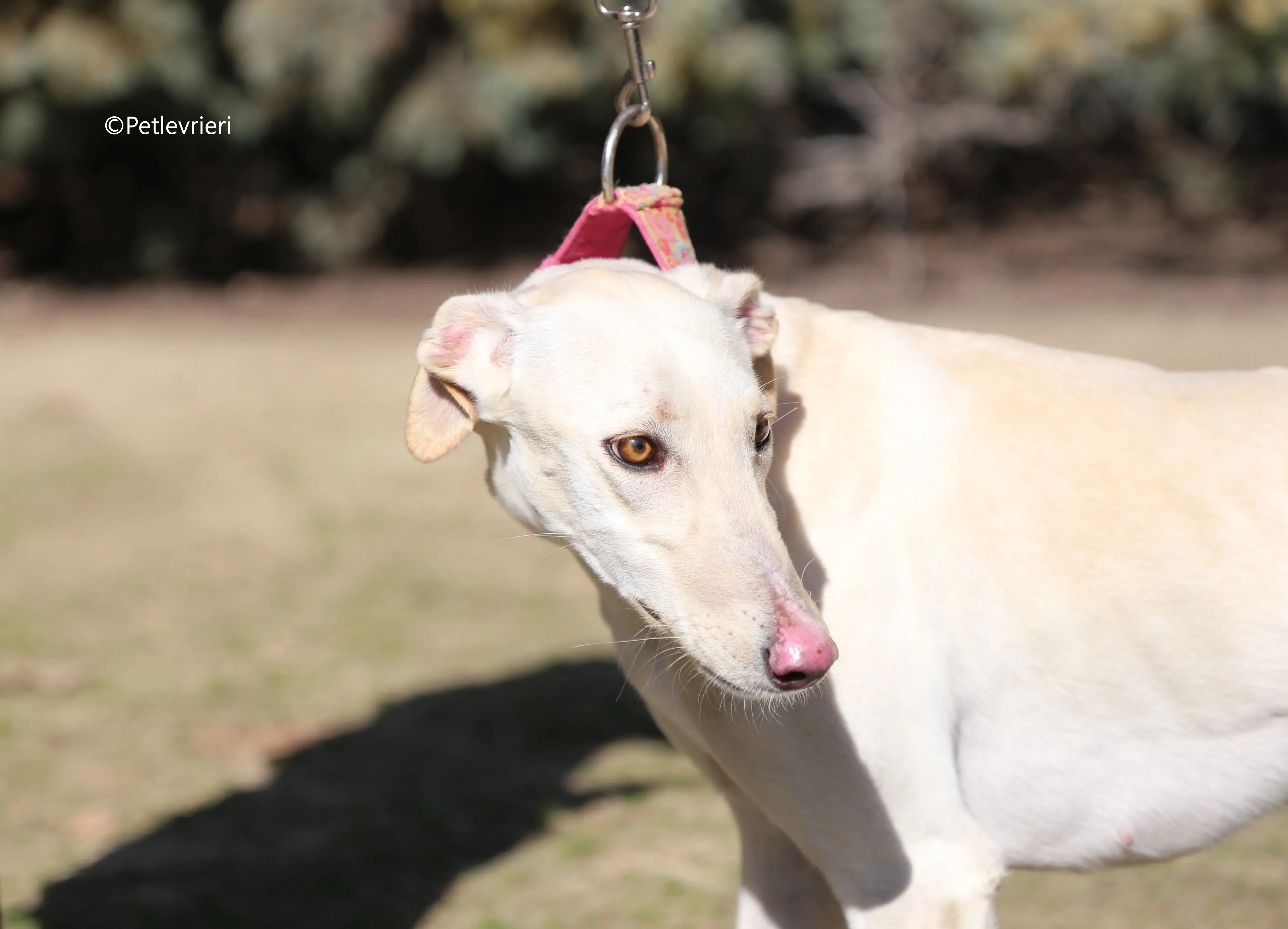 anni adozione levrieri galgo 4