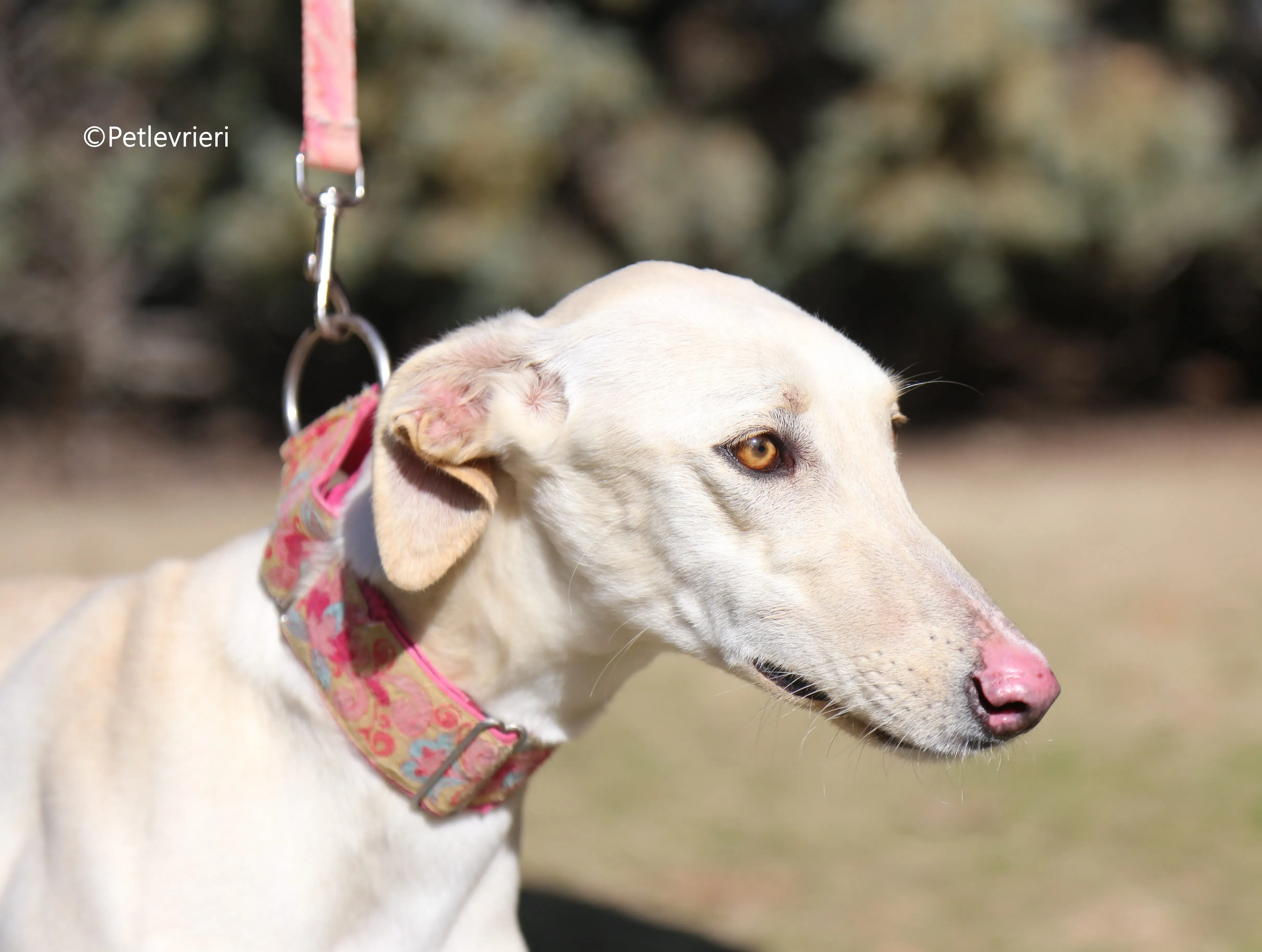 anni adozione levrieri galgo 5