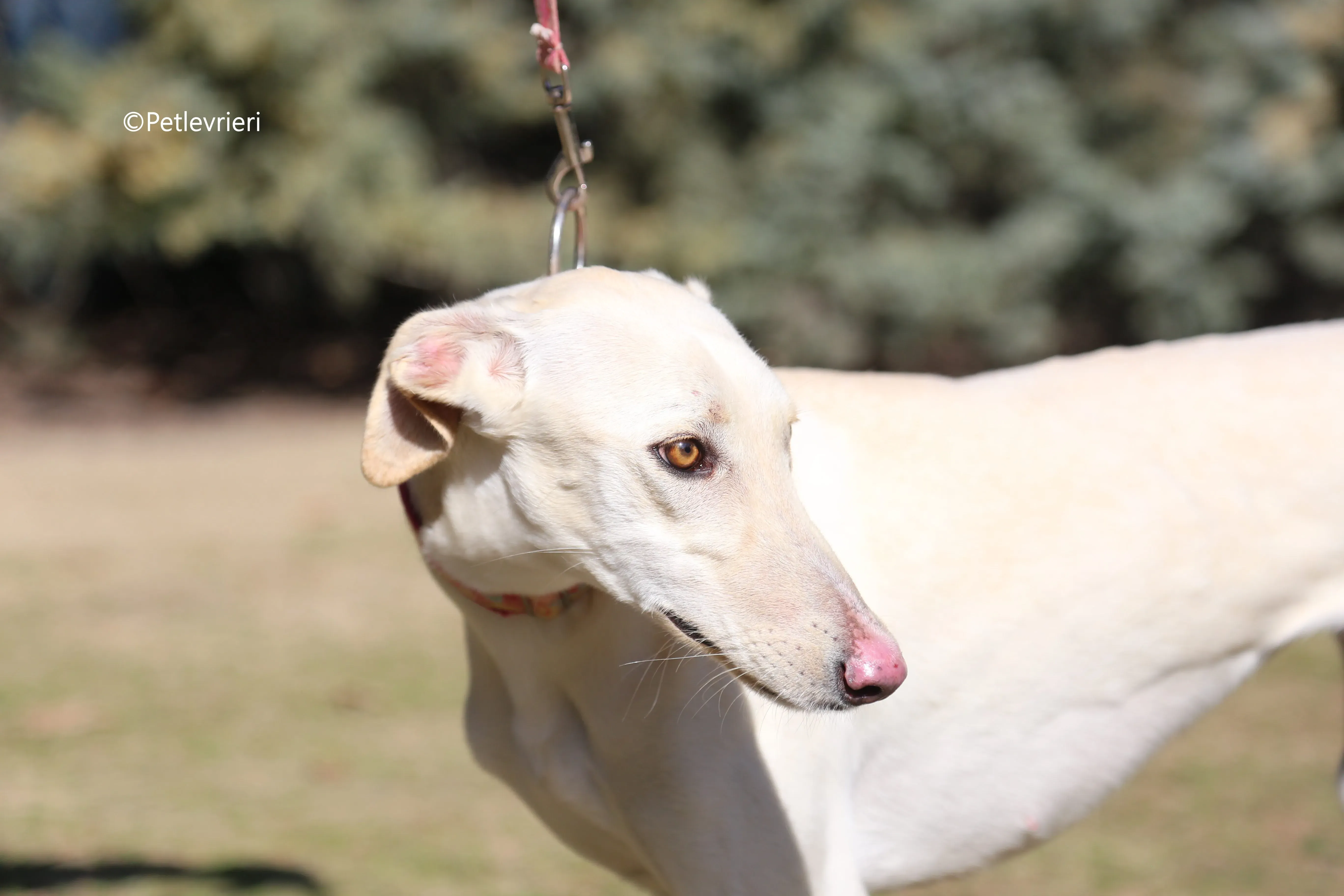 anni adozione levrieri galgo 6