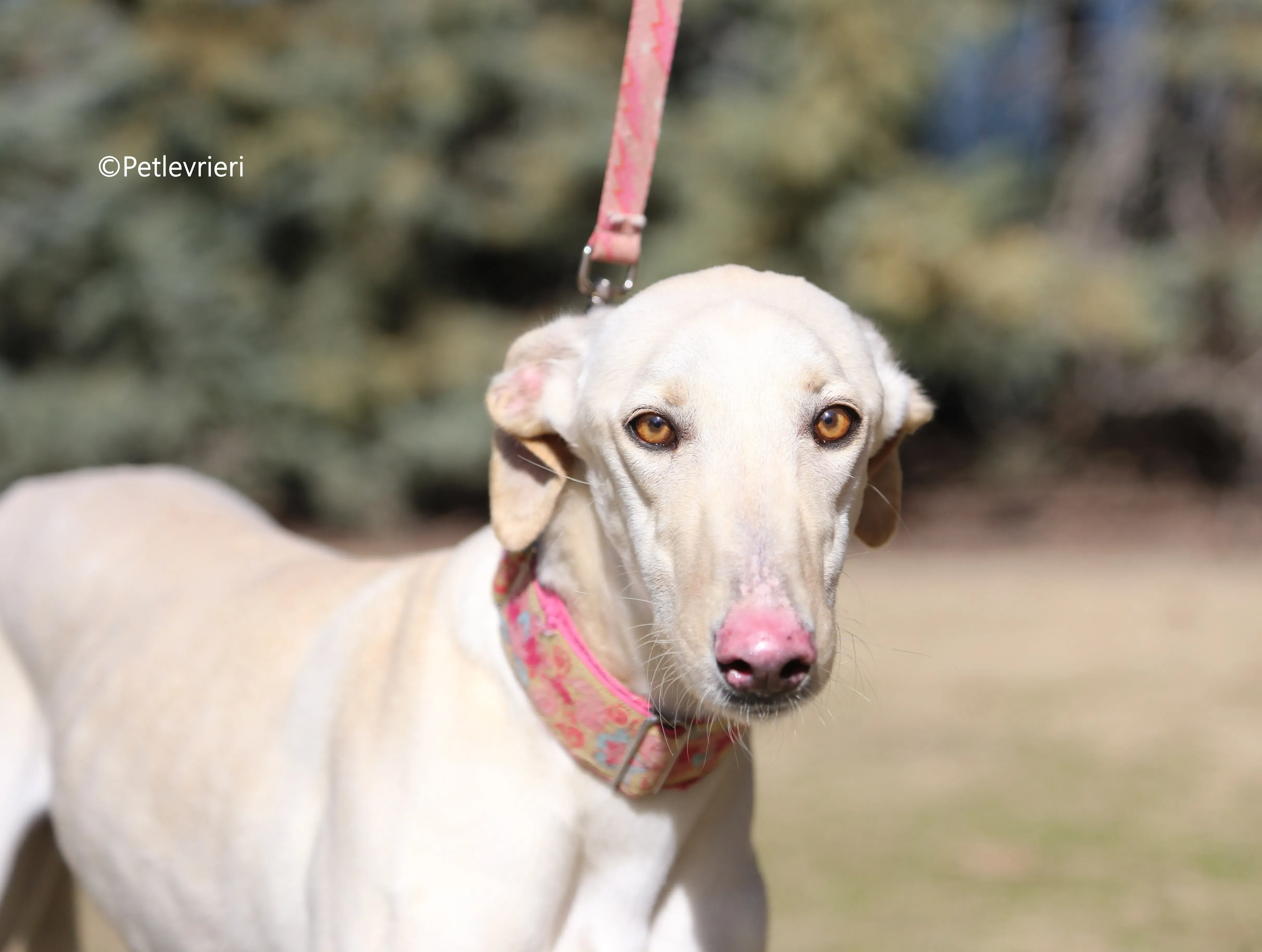 anni adozione levrieri galgo 7