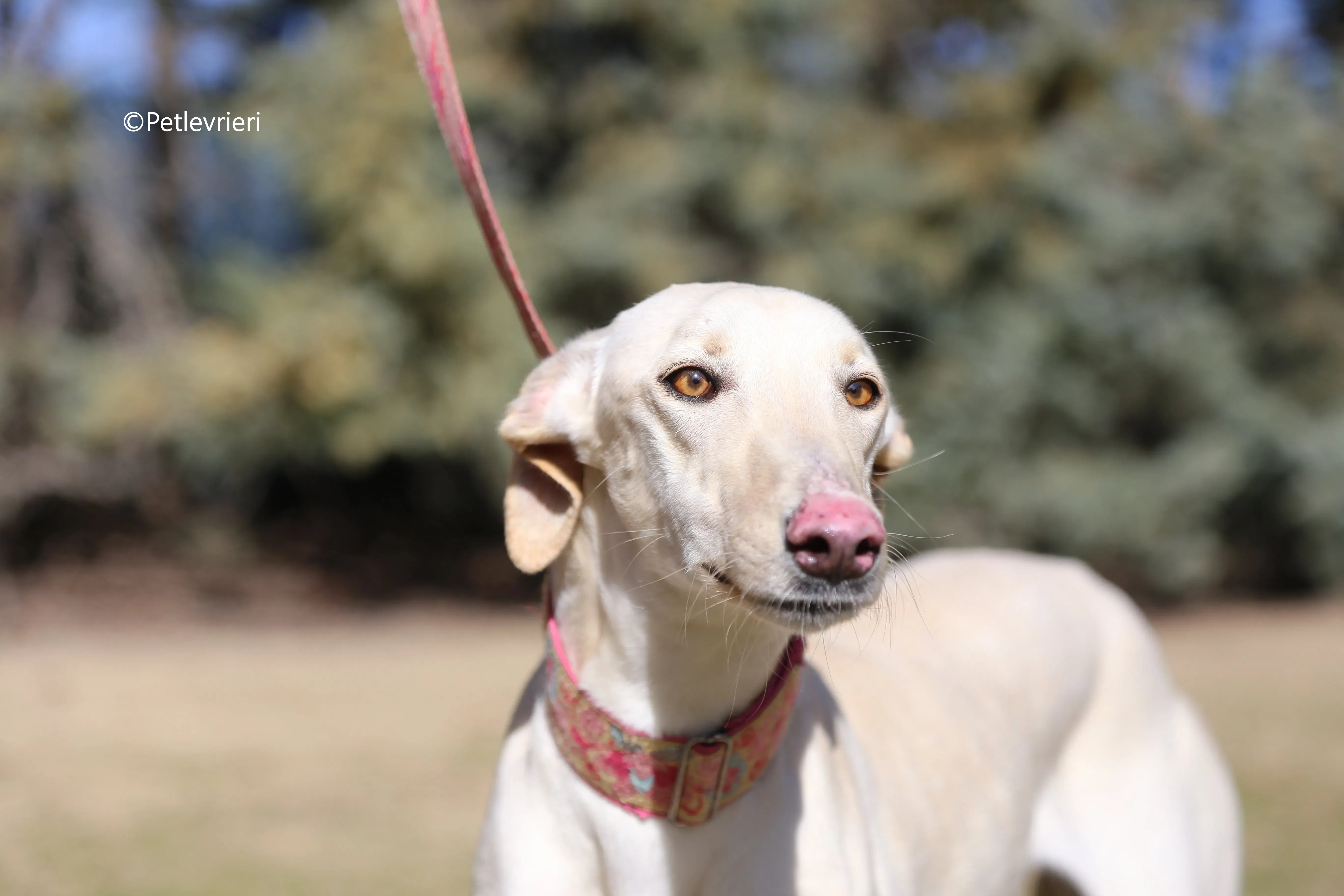 anni adozione levrieri galgo 8