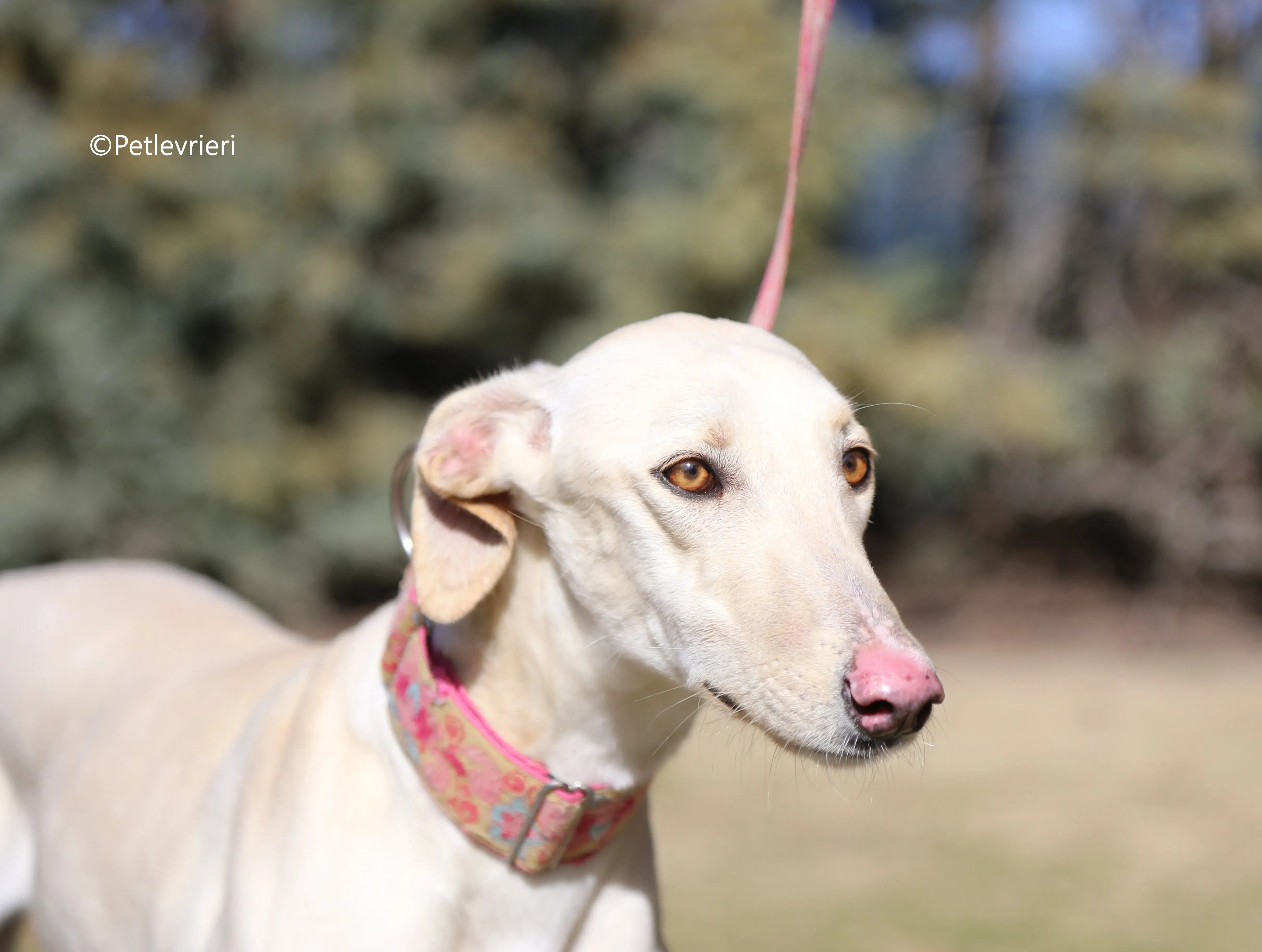 anni adozione levrieri galgo 9