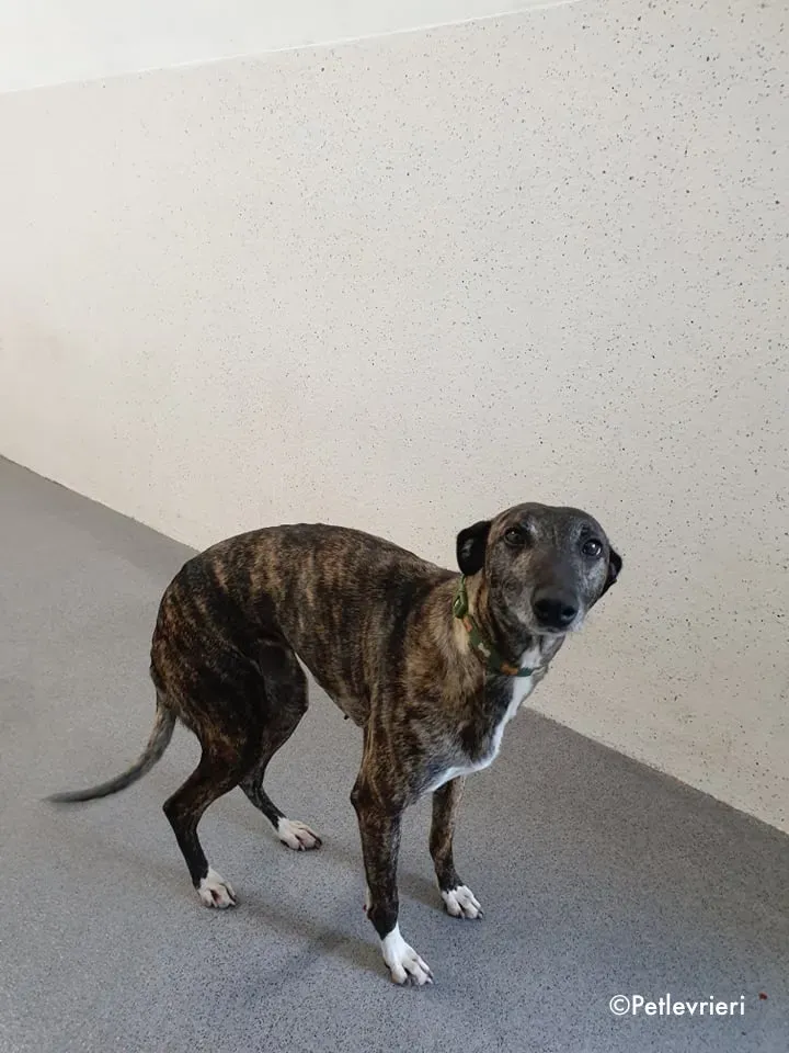 annie adozione levrieri lurcher 1