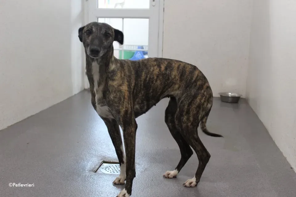 annie adozione levrieri lurcher 10