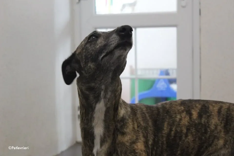annie adozione levrieri lurcher 11
