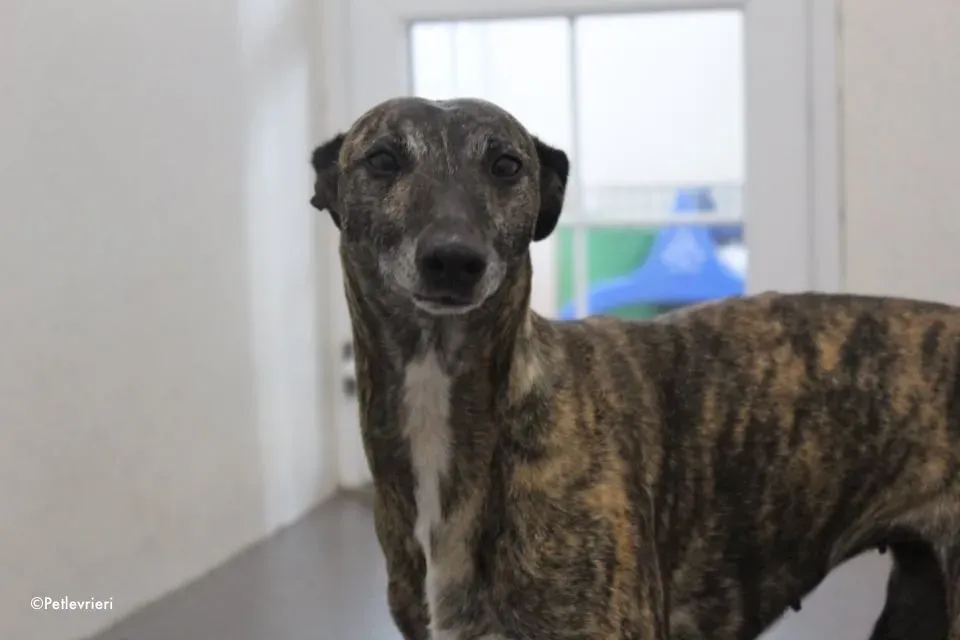 annie adozione levrieri lurcher 12