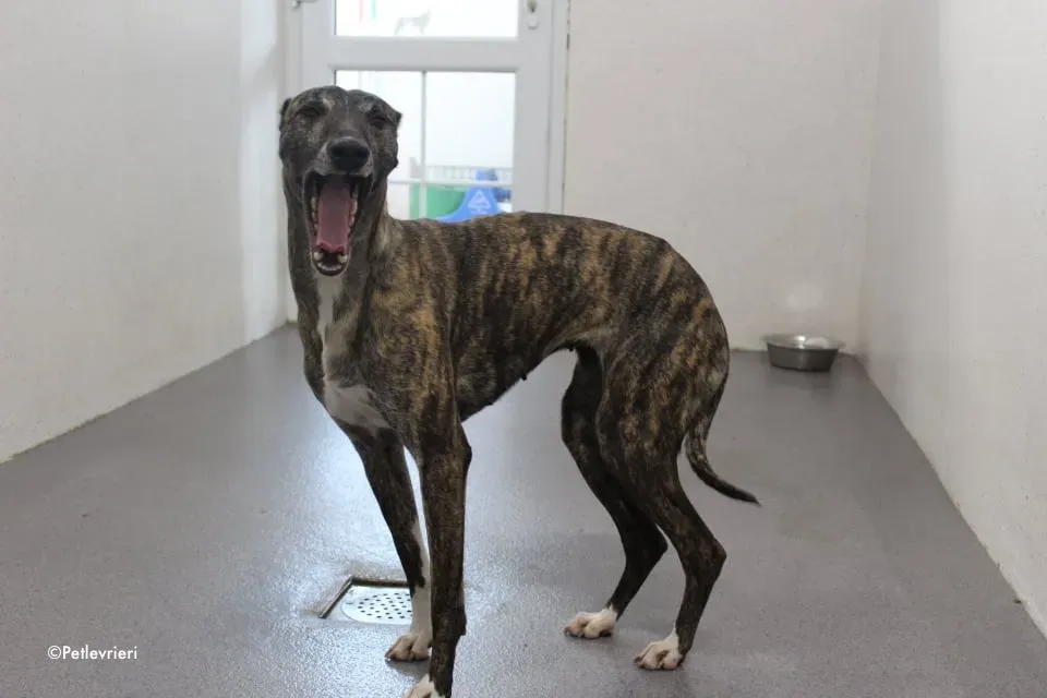 annie adozione levrieri lurcher 13