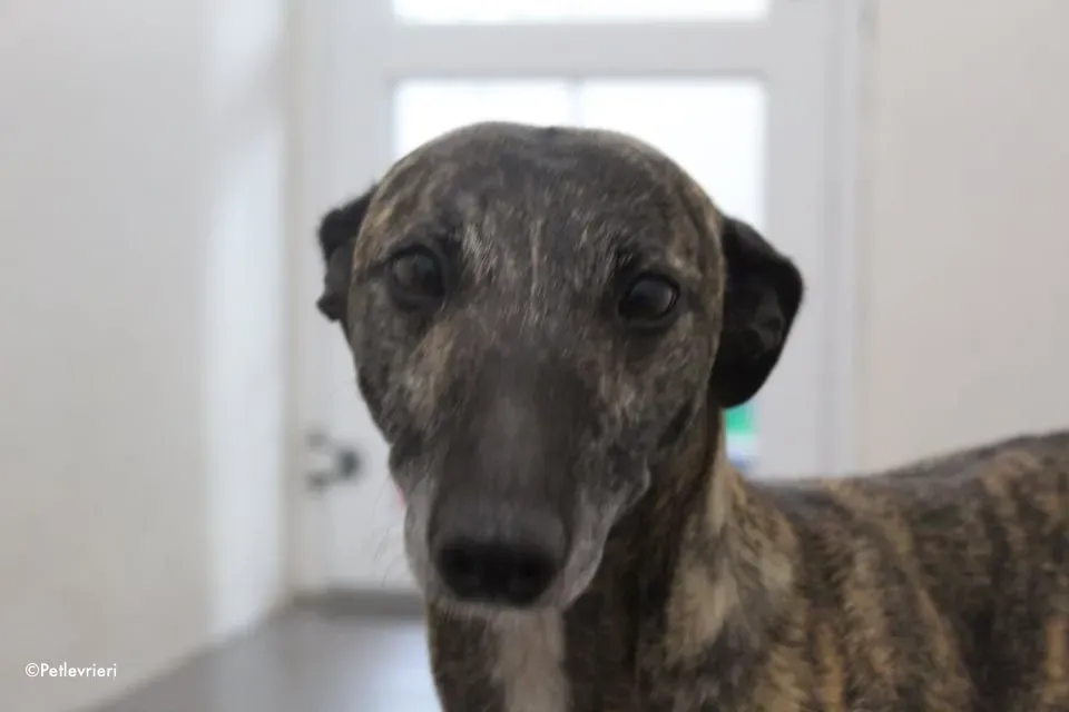 annie adozione levrieri lurcher 14