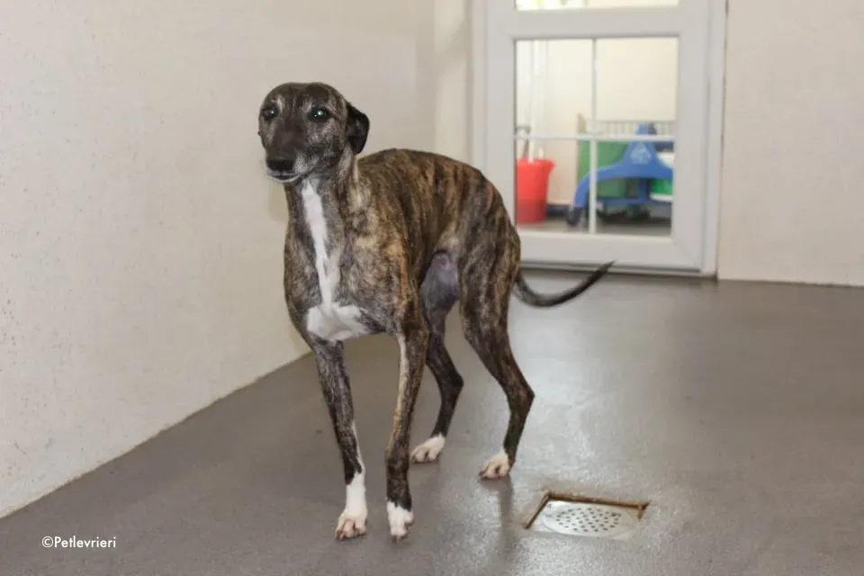 annie adozione levrieri lurcher 15