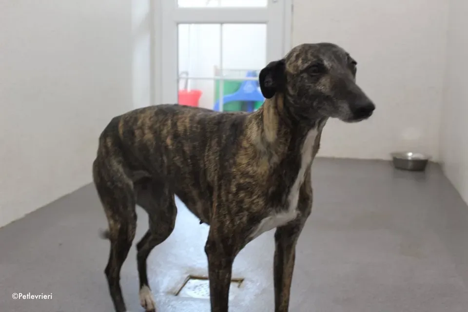 annie adozione levrieri lurcher 16