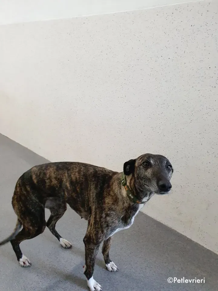 annie adozione levrieri lurcher 2