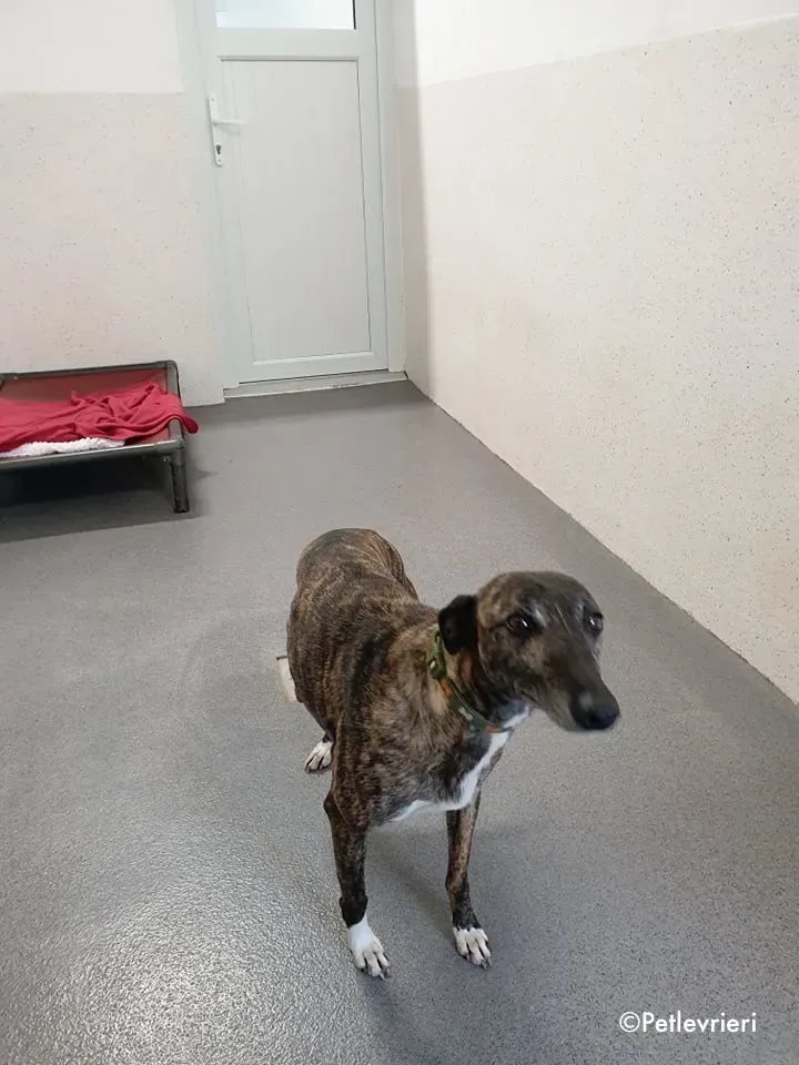 annie adozione levrieri lurcher 3