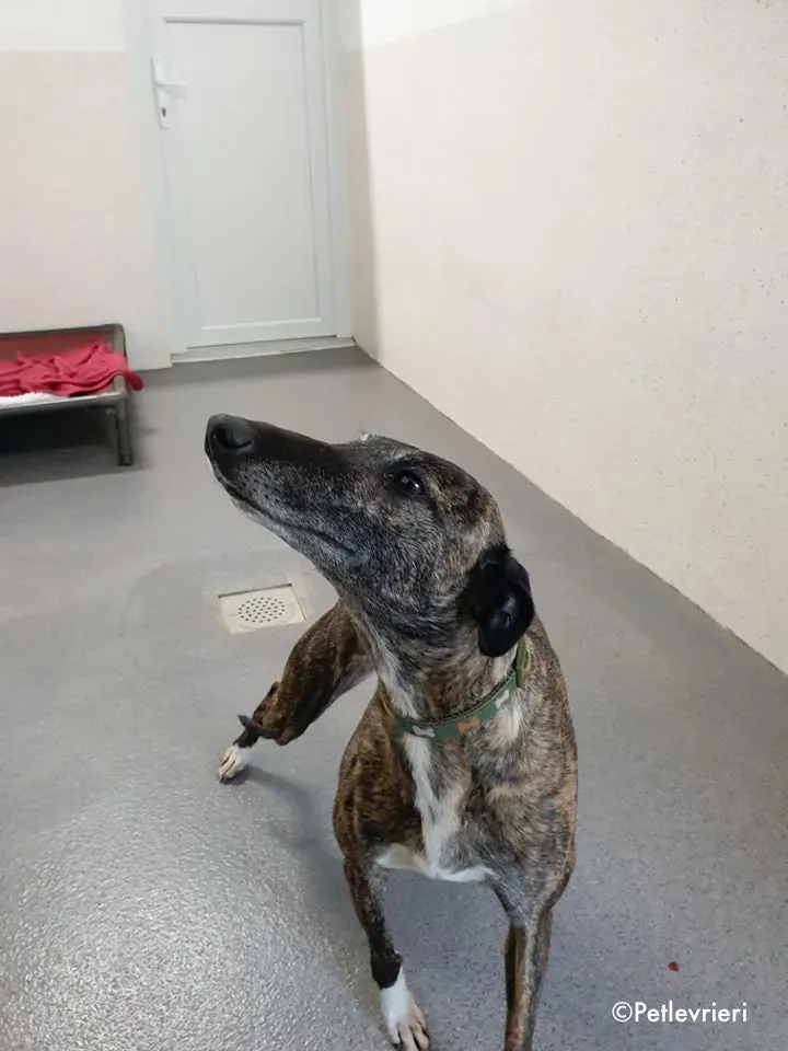 annie adozione levrieri lurcher 4