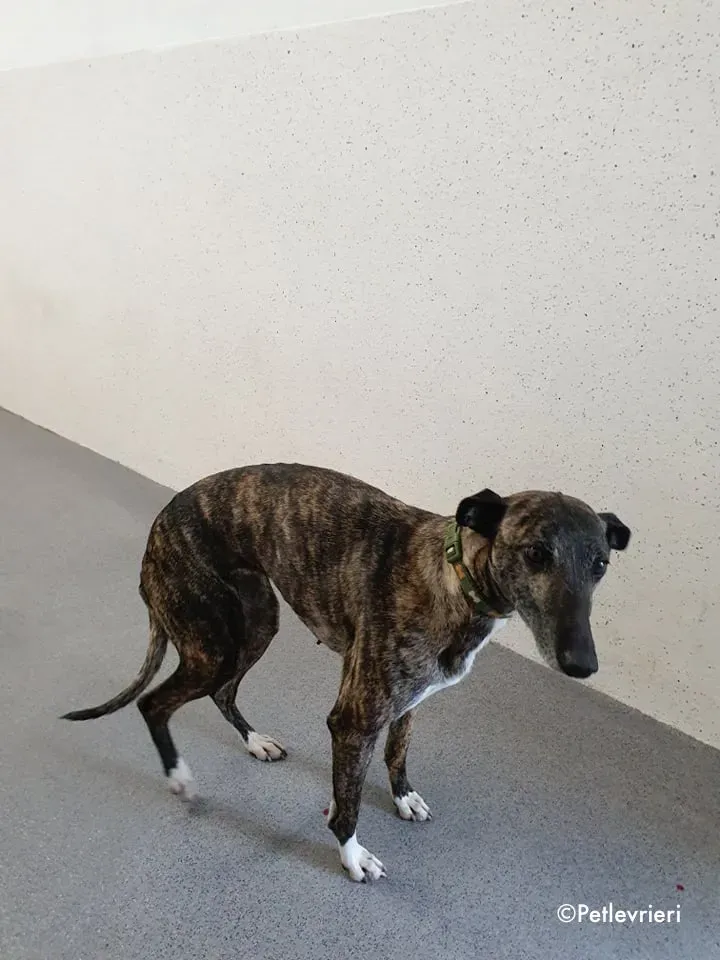 annie adozione levrieri lurcher 5