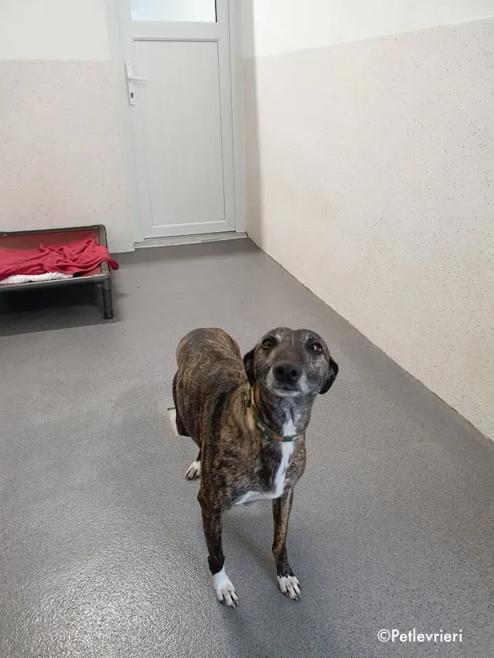 annie adozione levrieri lurcher 6