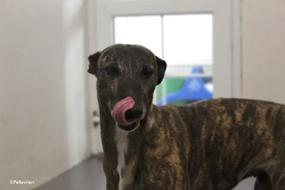 annie adozione levrieri lurcher 7