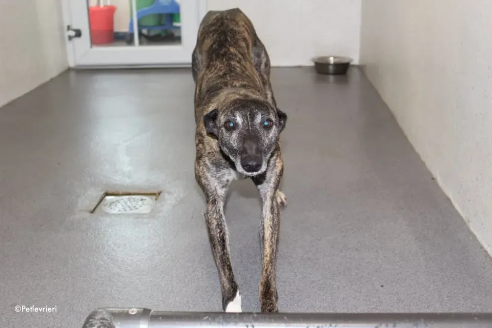 annie adozione levrieri lurcher 8