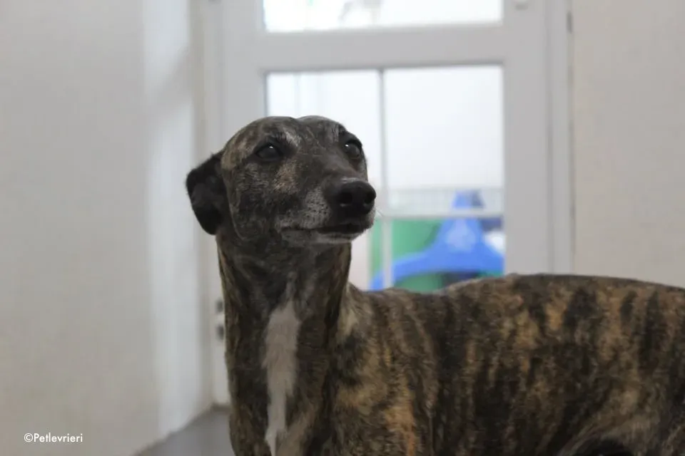 annie adozione levrieri lurcher 9