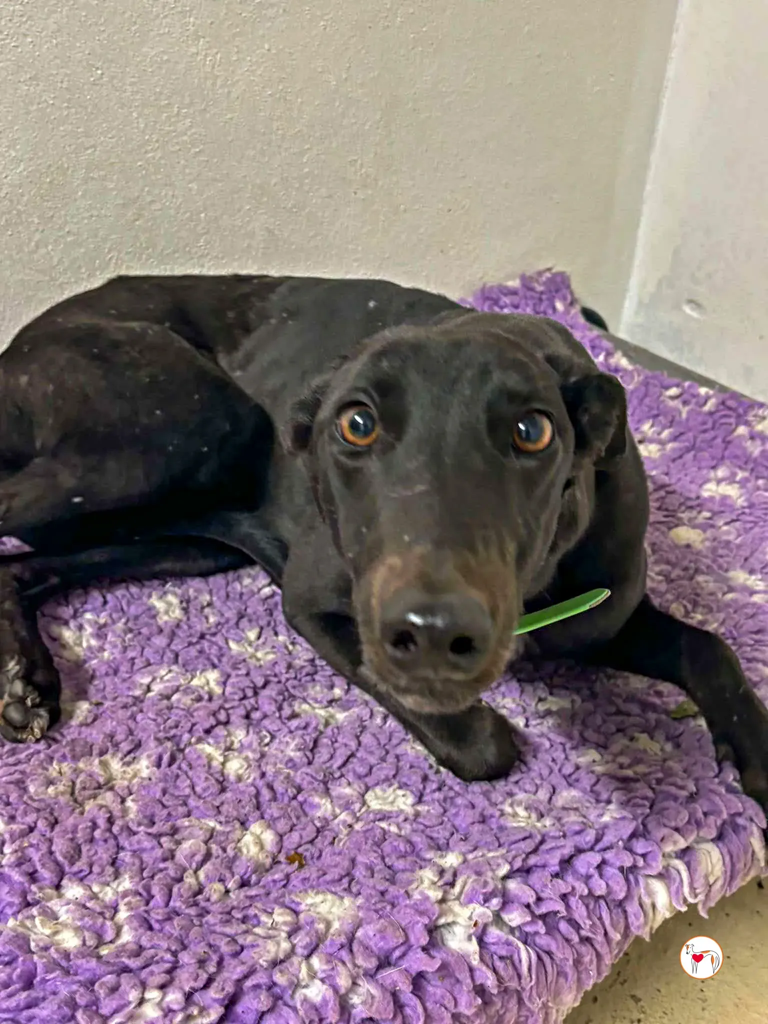 annie grey adozione 01