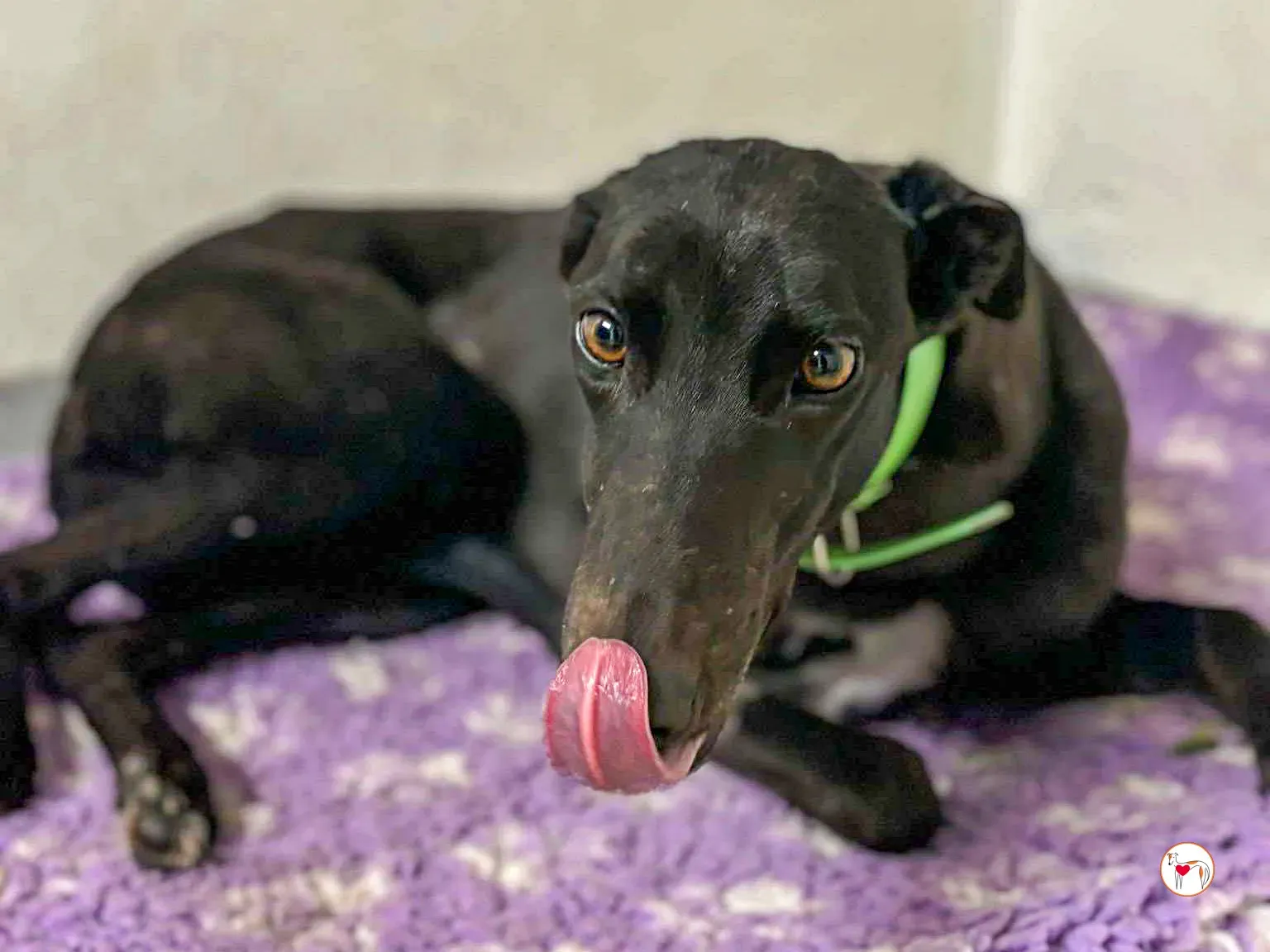 annie grey adozione 02