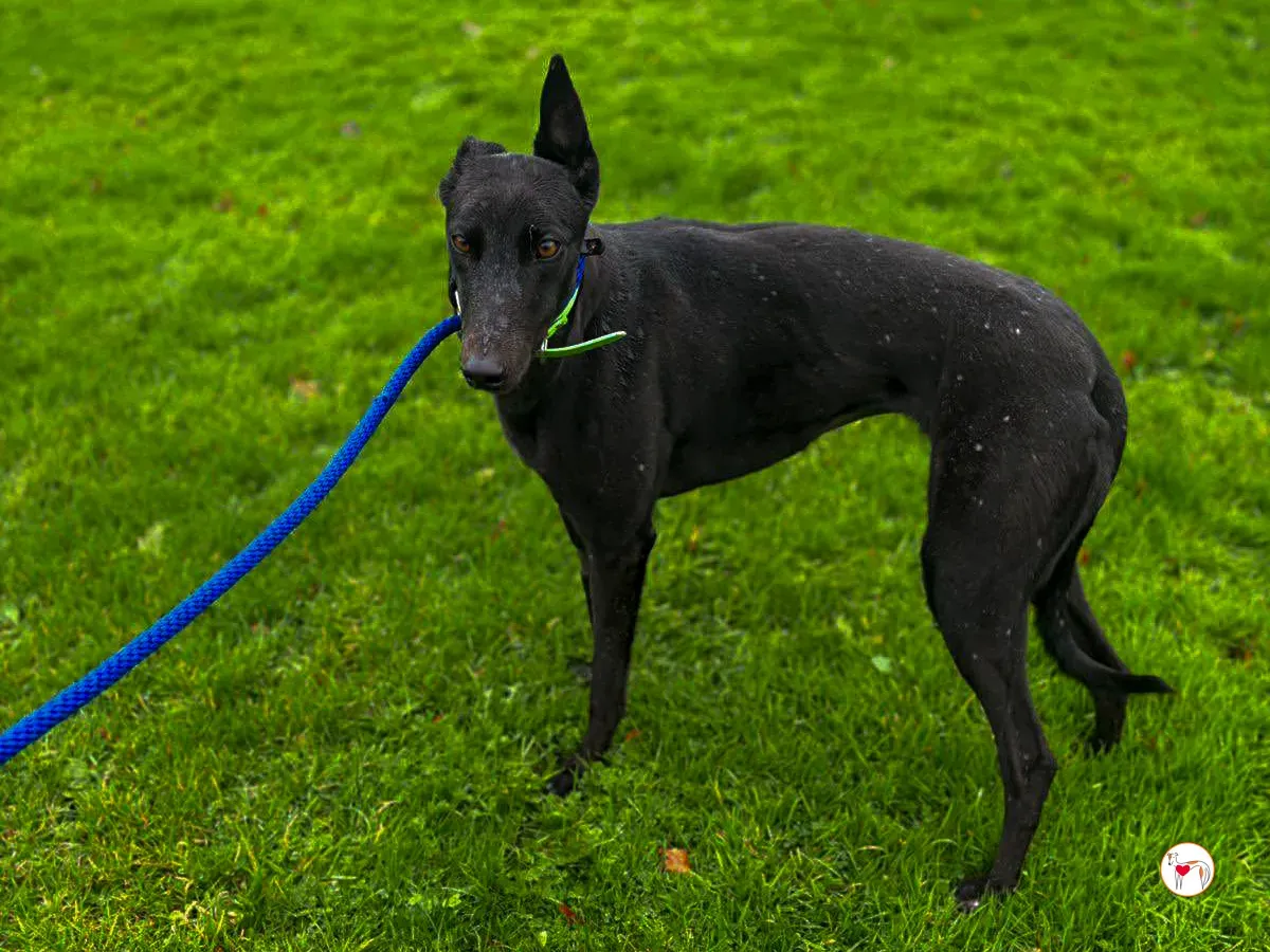 annie grey adozione 03