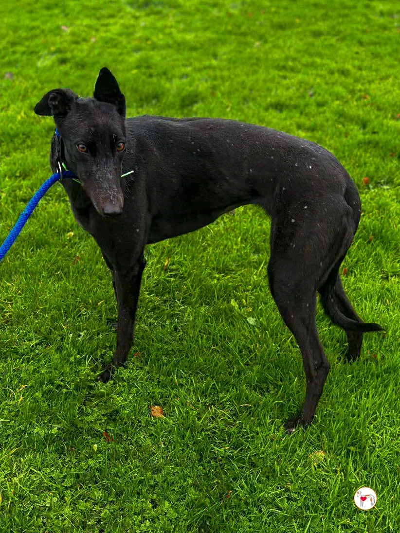 annie grey adozione 04