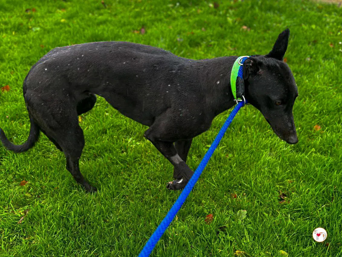 annie grey adozione 05