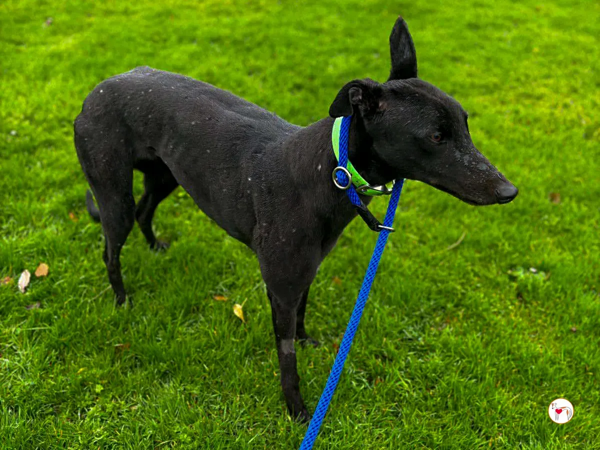 annie grey adozione 06