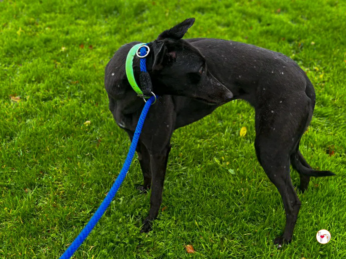 annie grey adozione 07