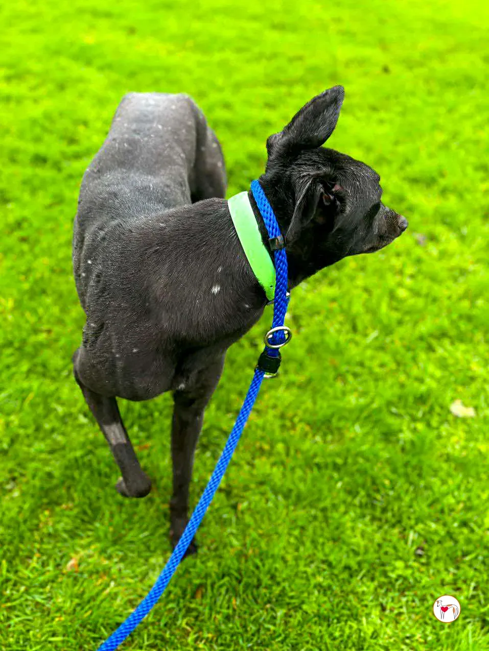 annie grey adozione 08