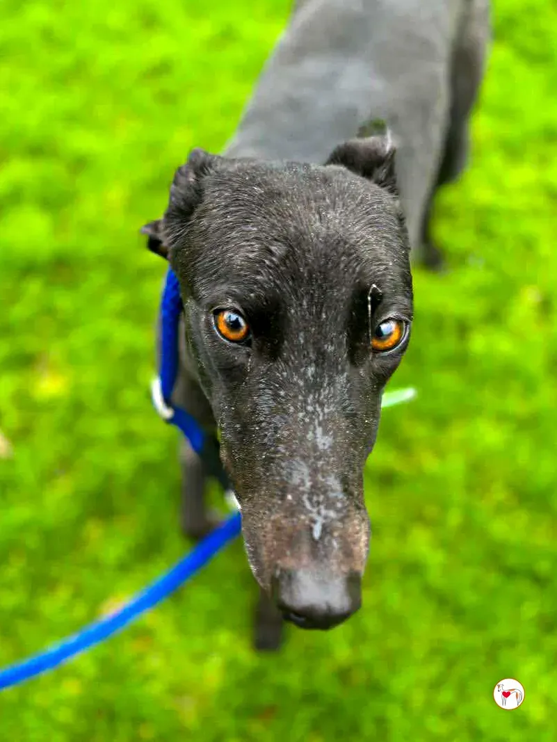 annie grey adozione 09